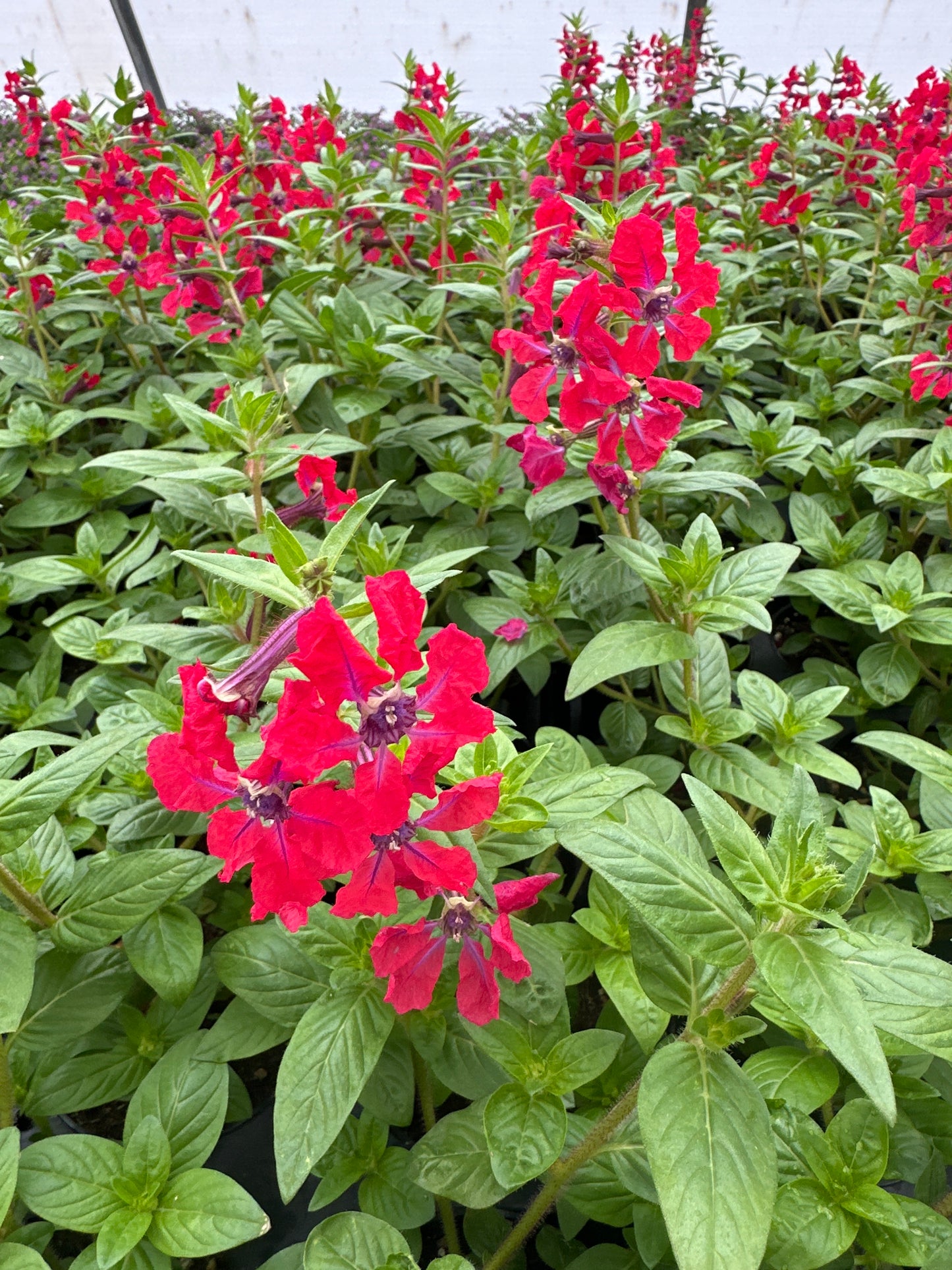 CUPHEA SWEET TALK RED - 4" POT