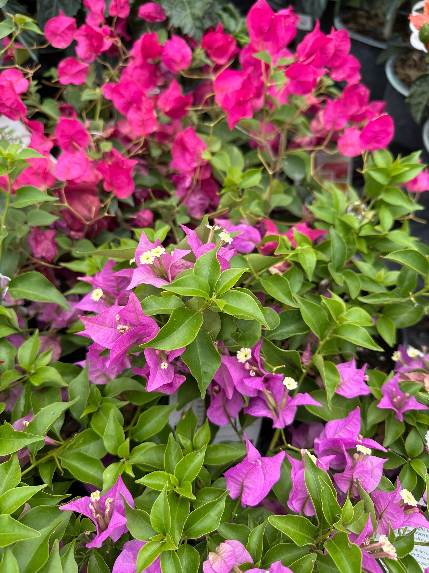 6" Bush Bougainvillea