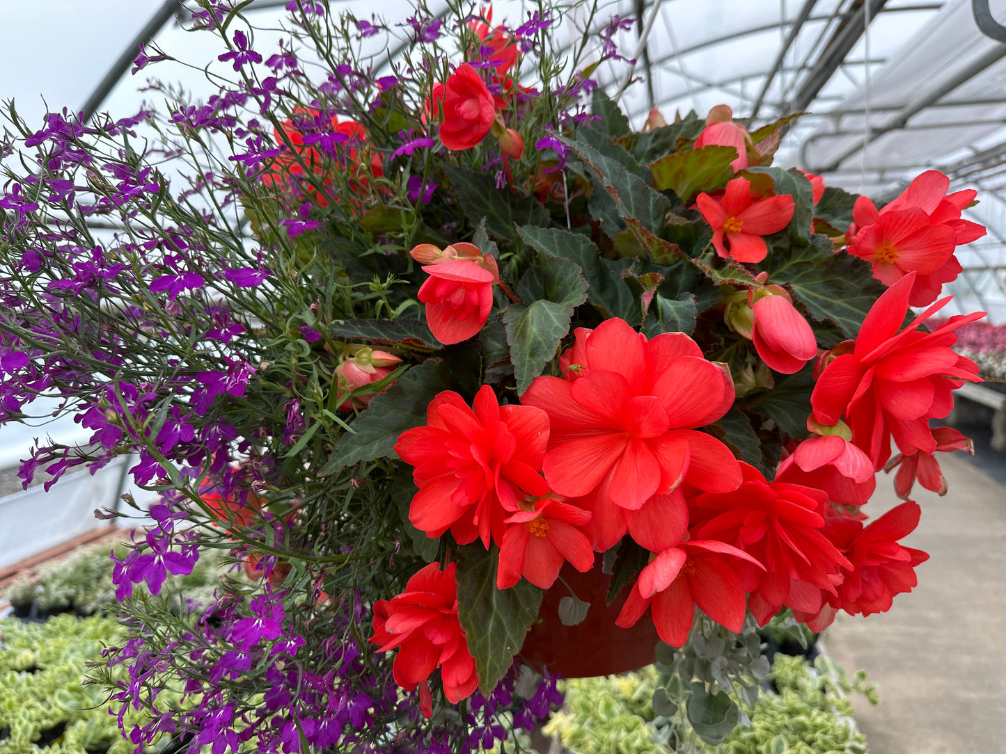 BASKET #3 - 12" HANGING BASKET