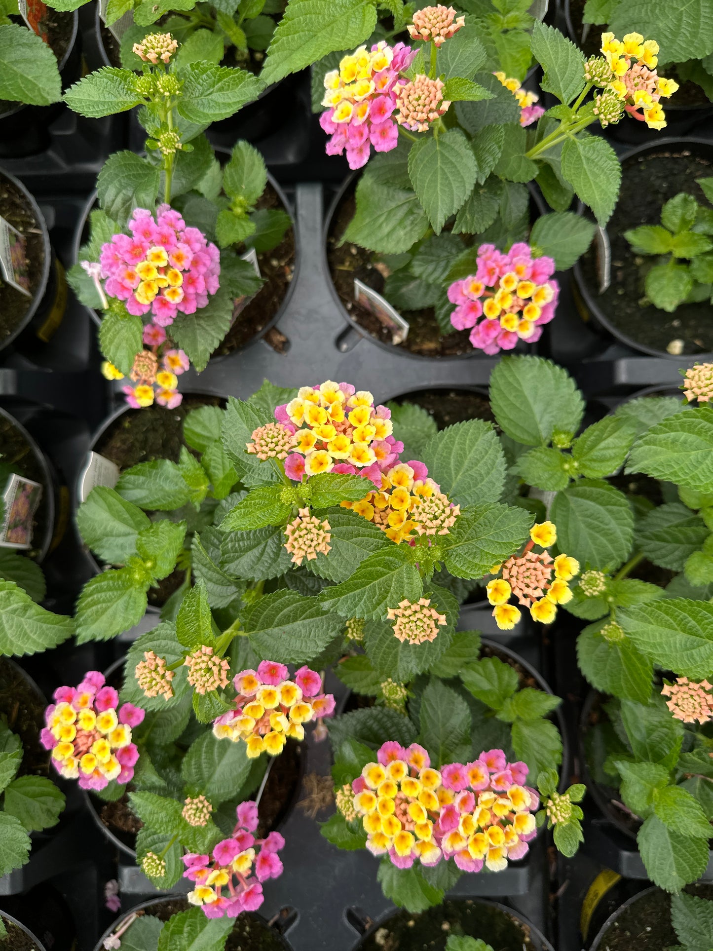 LANTANA BANDANA PINK - 4" POT