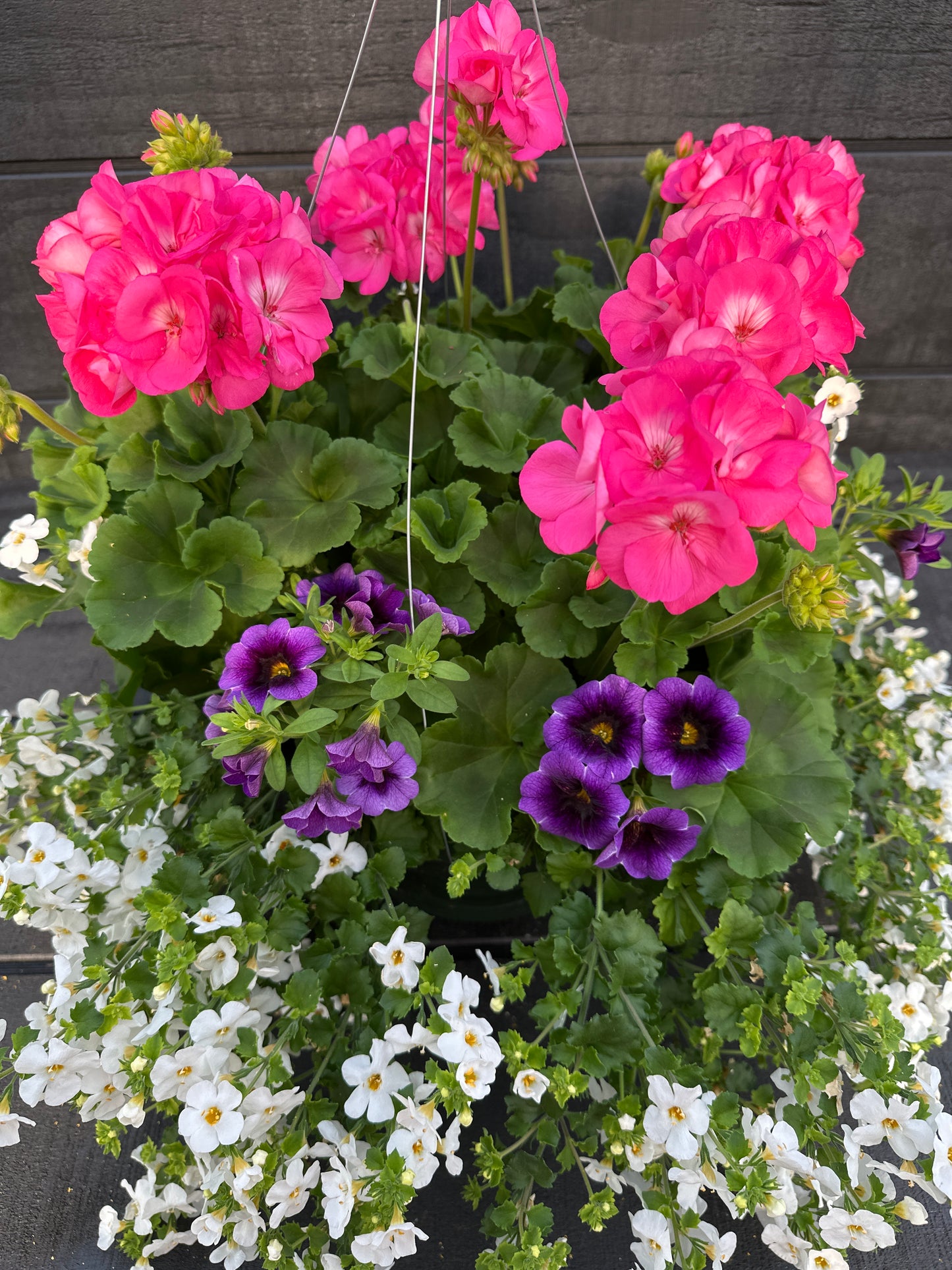 BASKET #12 - 12" HANGING BASKET