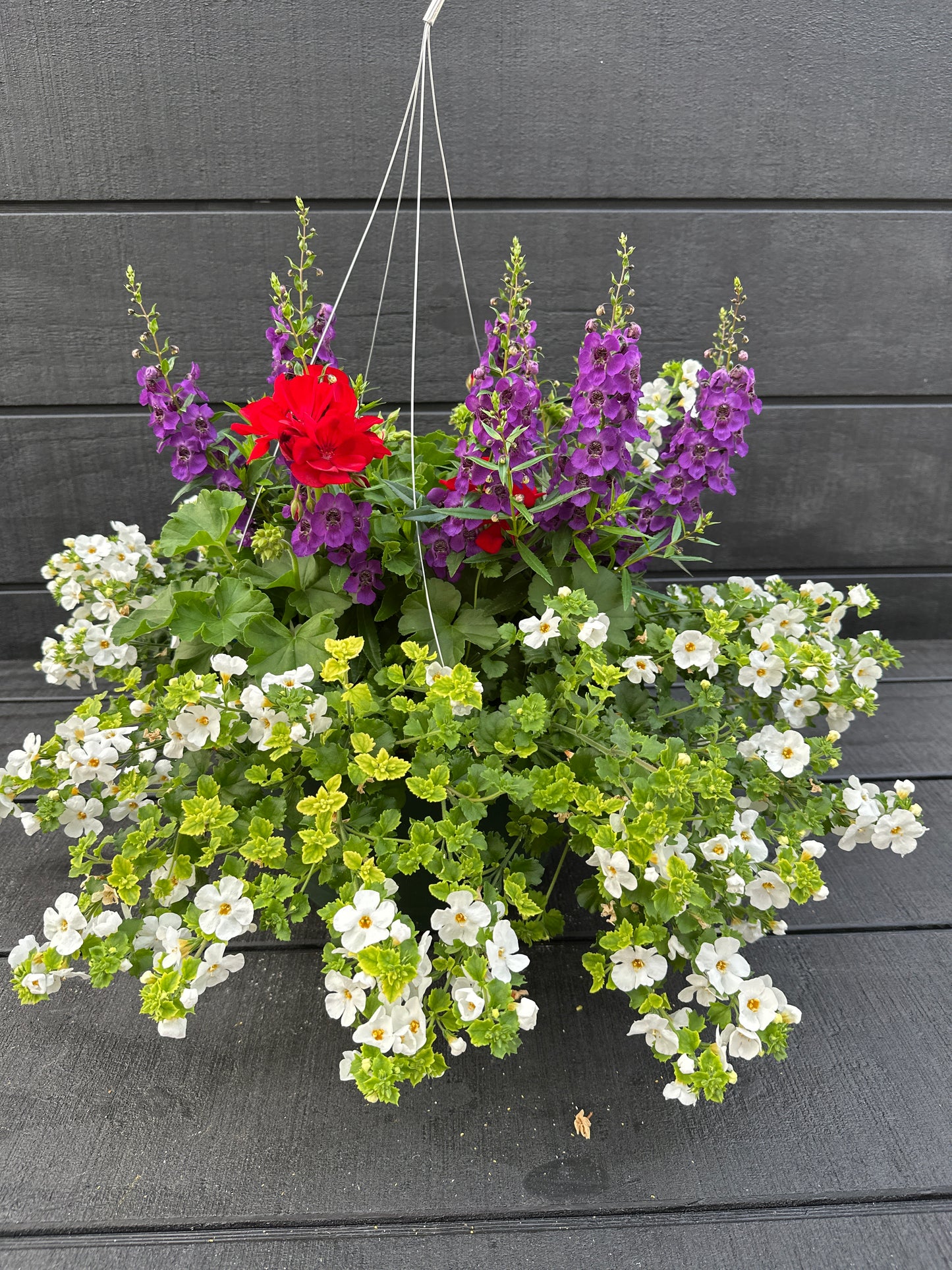 BASKET #77 - 12'' HANGING BASKET