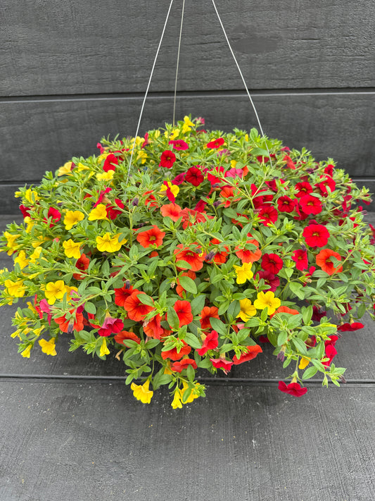 COMBO TROPICALI - 10" HANGING BASKET