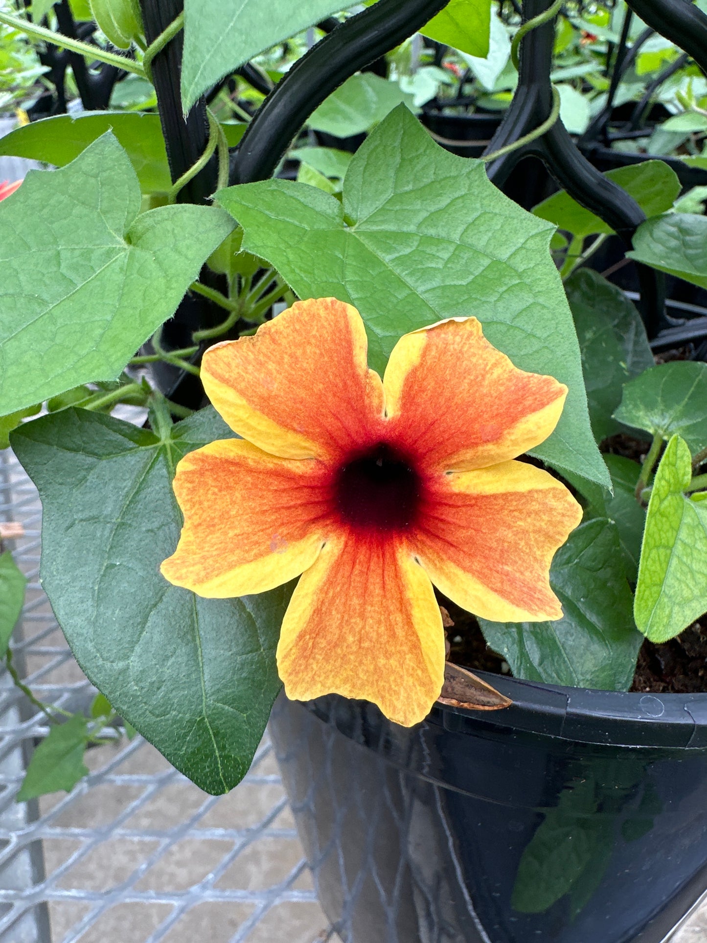 THUNBERGIA SUNNY SUSY AMBER - 1 GALLON WITH TRELLIS