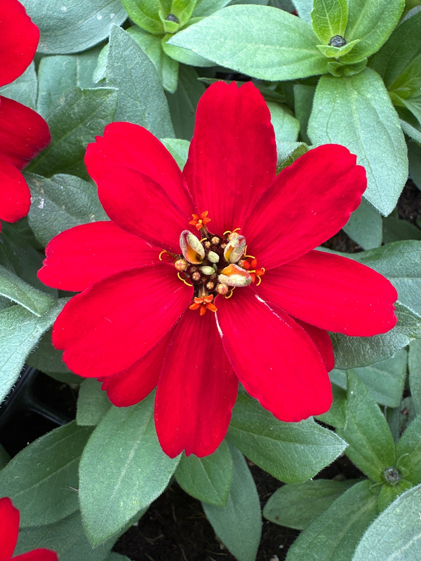 ZINNIA PROFUSION DOUBLE RED - JUMBO 6 PACK
