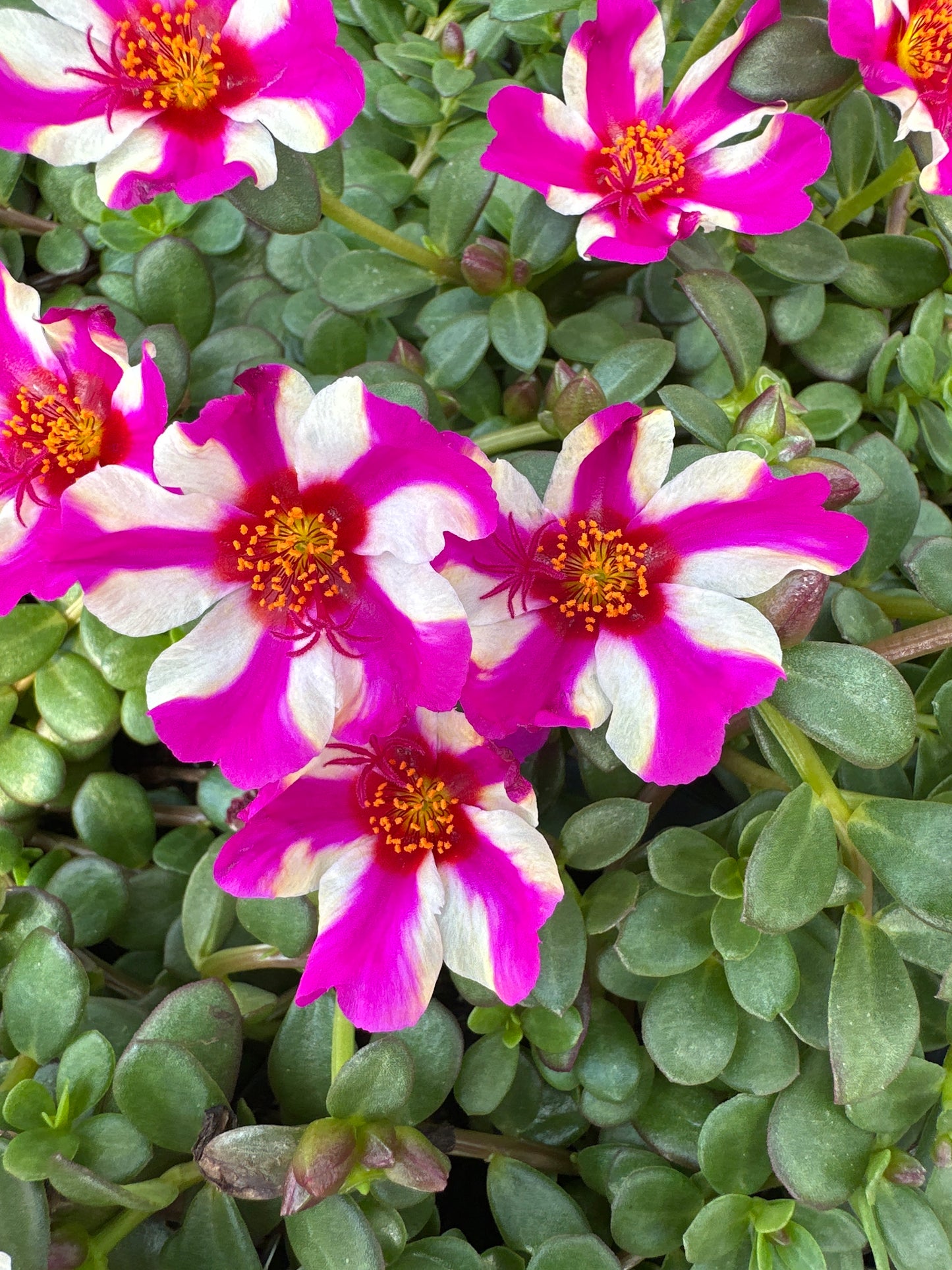 PORTULACA COLORBLAST PINK LADY - 4" POT