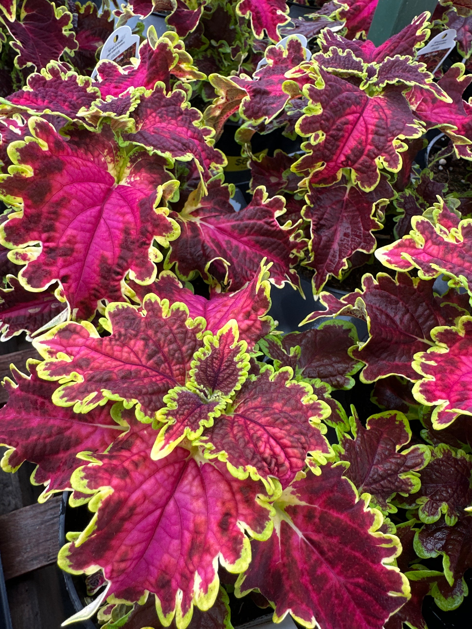 coles pot plants COLEUS SOLAR FLARE