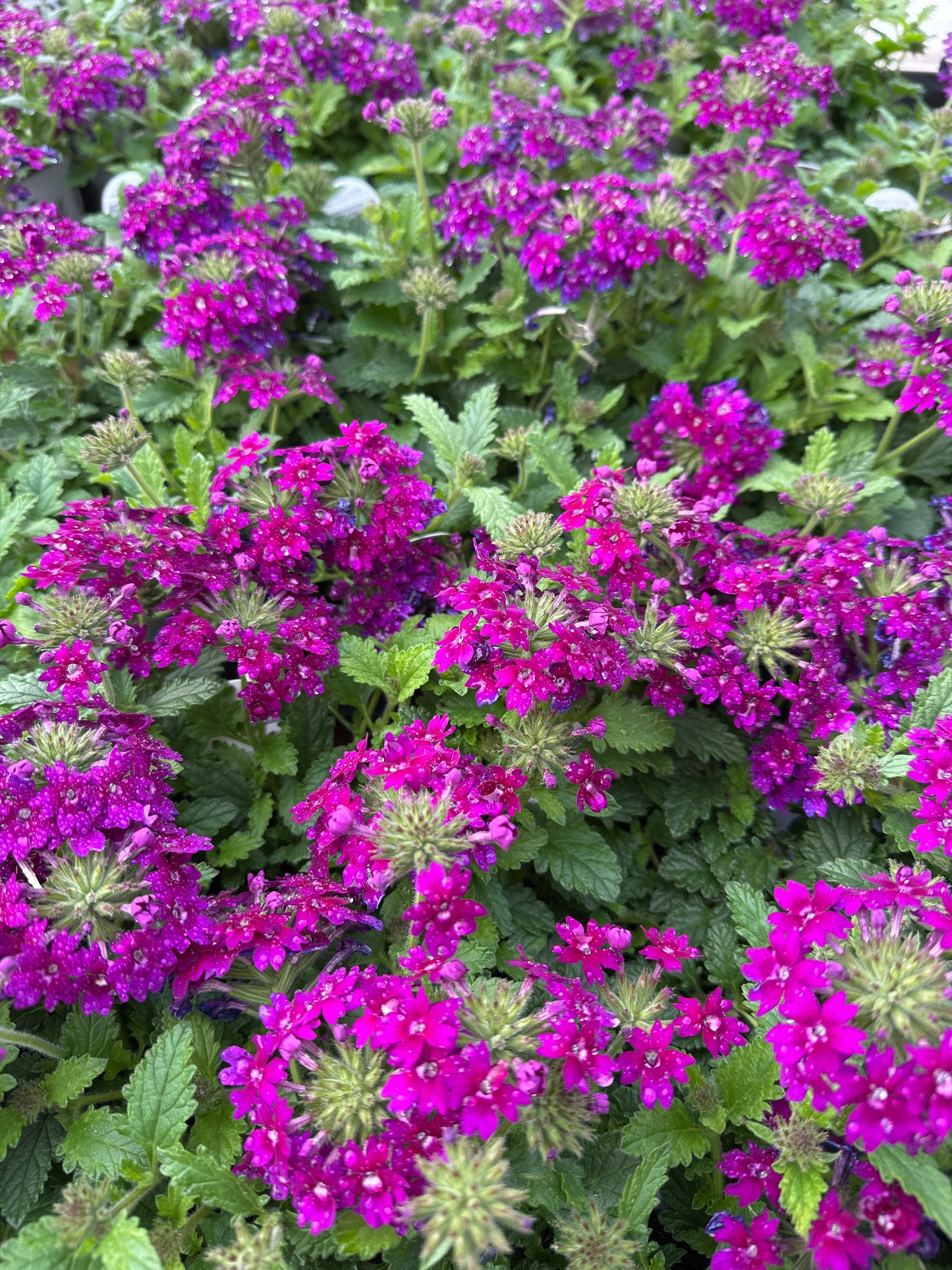 VERBENA SUPERBENA ROYALE PLUM WINE - QUART POT