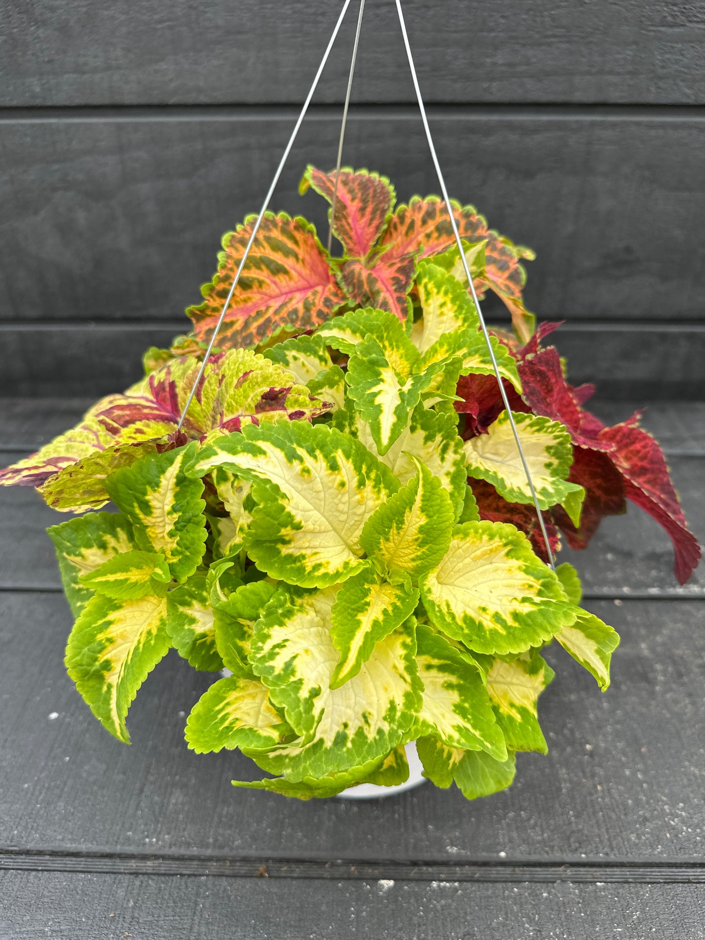 COLEUS WIZARD SELECT MIX - 8" HANGING BASKET