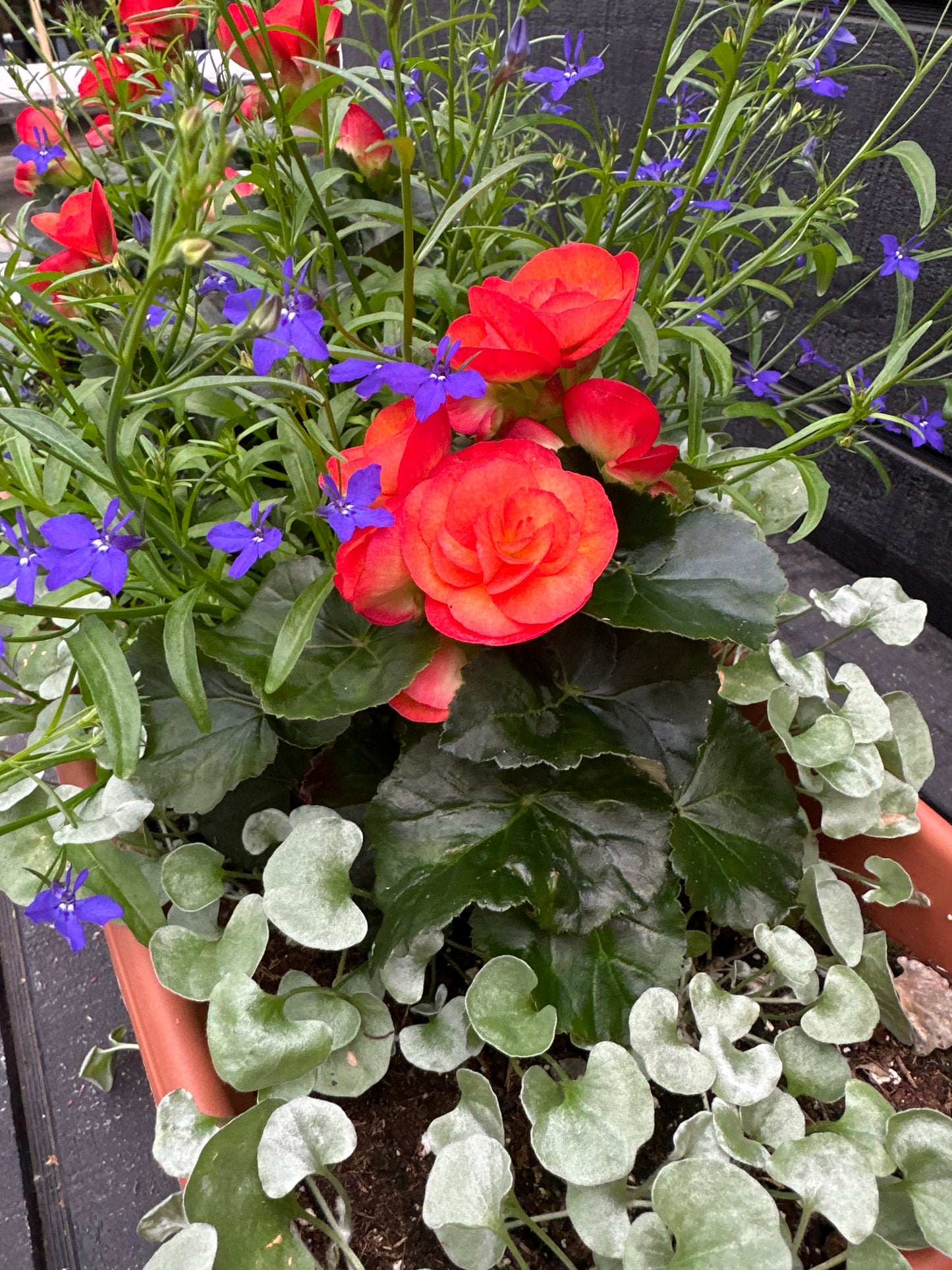 COMBO #31 - 24" WINDOW BOX