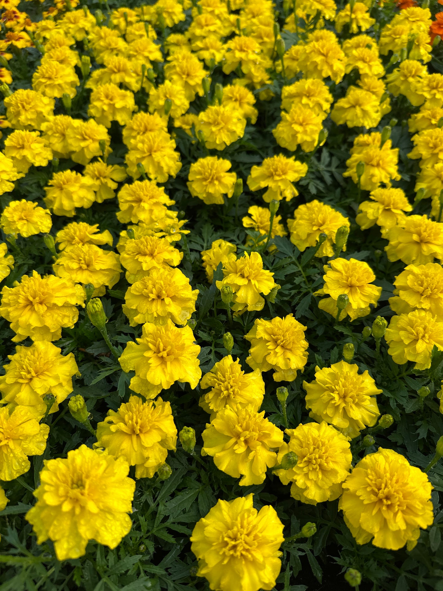 MARIGOLD BONANZA YELLOW - FLAT OF 48 PLANTS