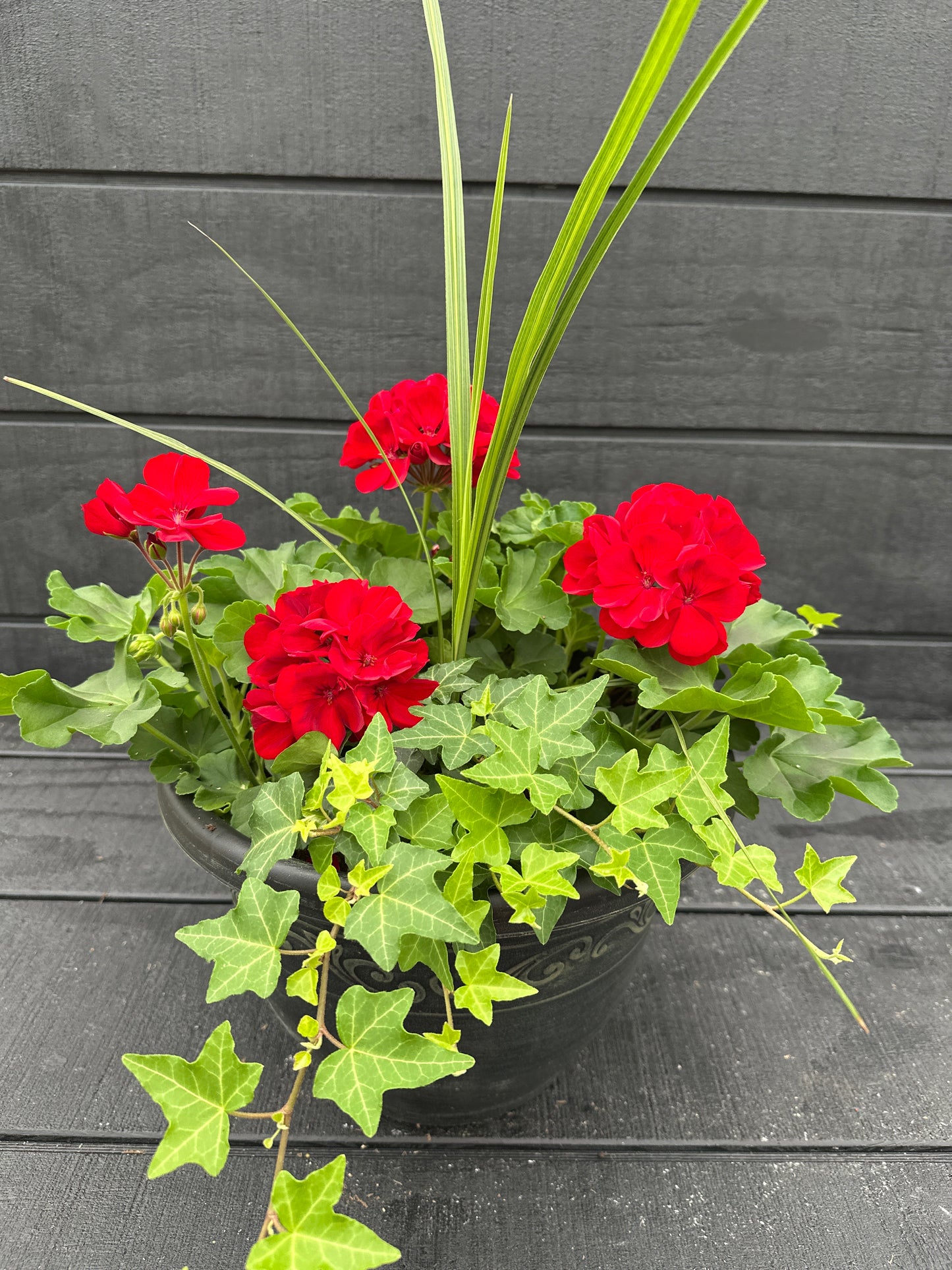 COMBO #17 - 10'' POT