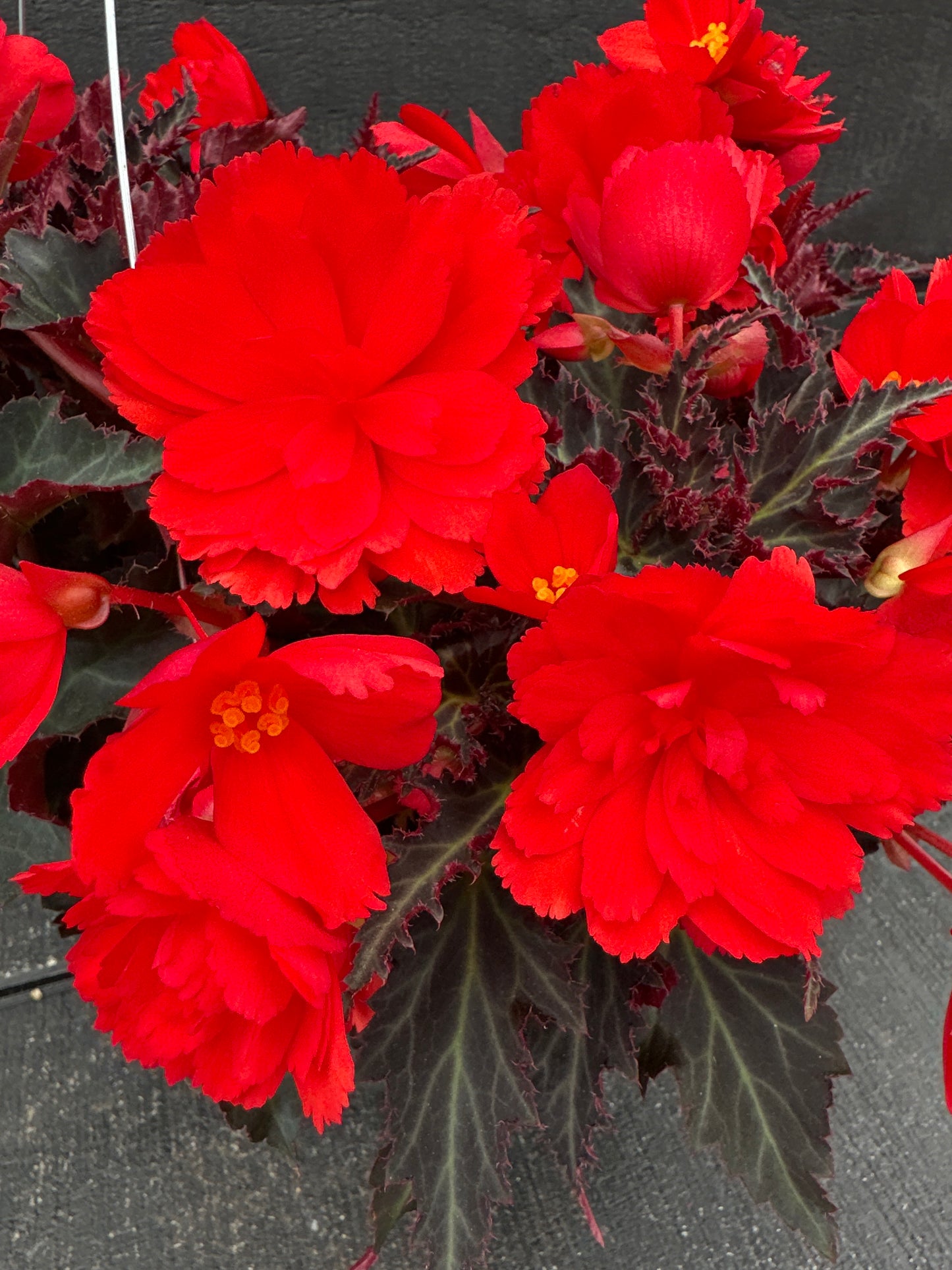 BEGONIA ICONIA PORTOFINO HOT CORAL - 10'' HANGING BASKET