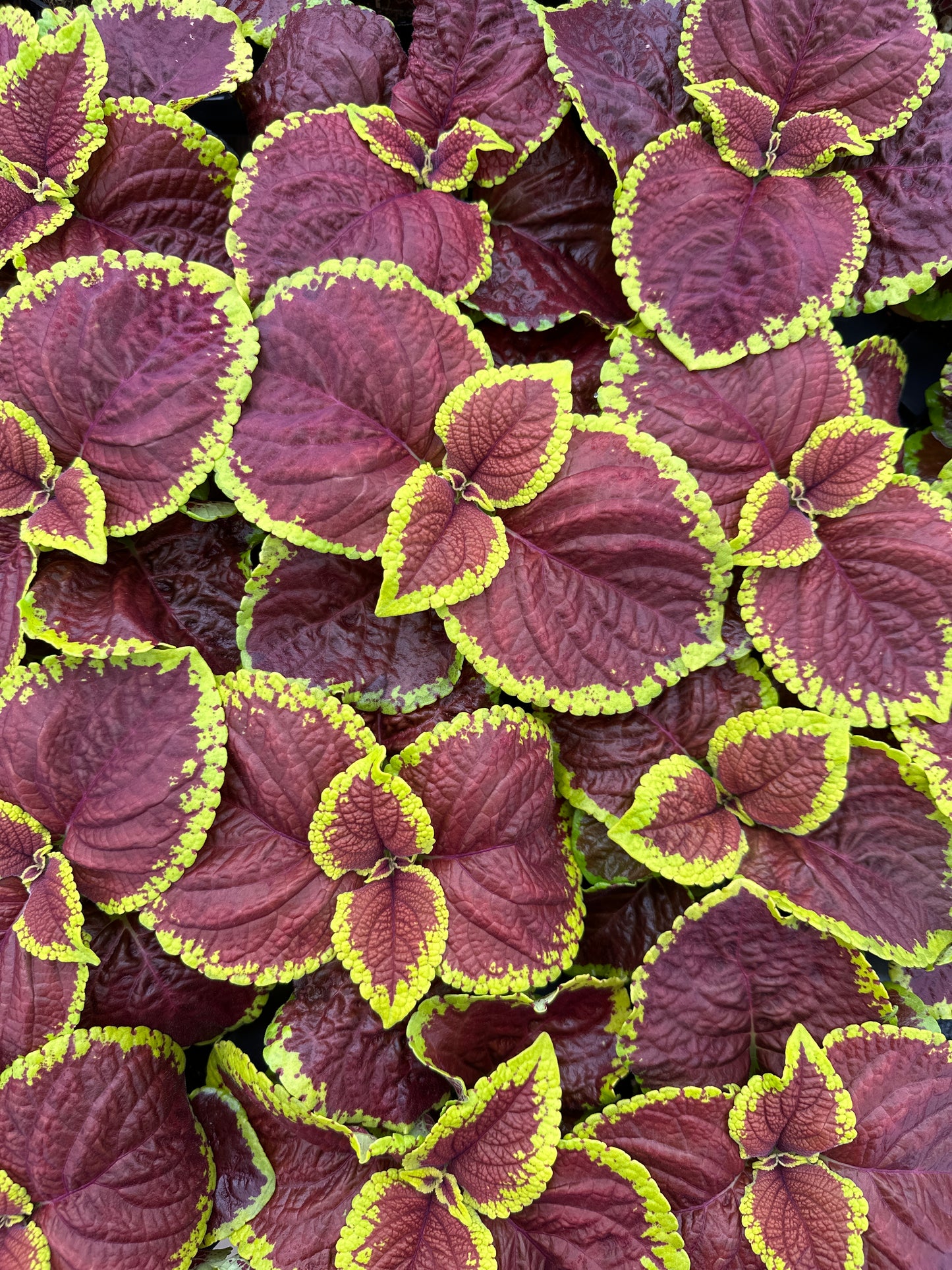 COLEUS KONG JR SCARLET - 4'' POT