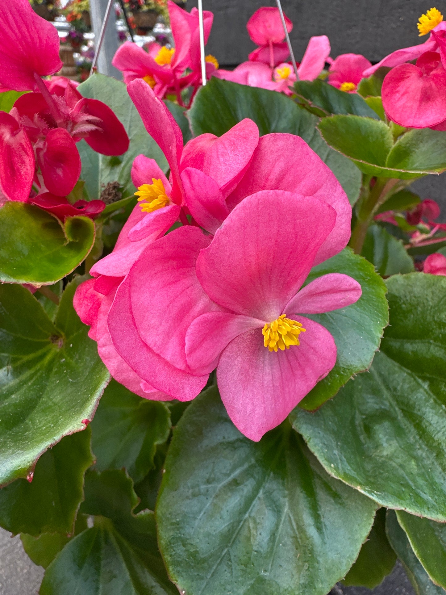 BEGONIA BADA BING ROSE - 8'' HANGING BASKET