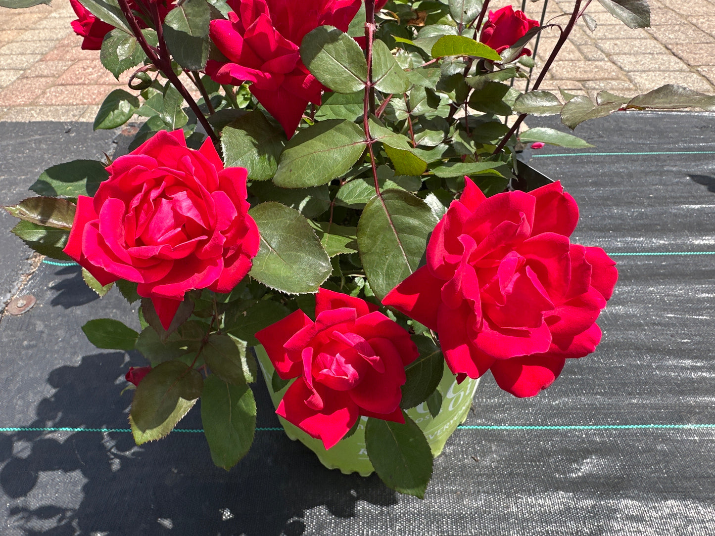 ROSE K.O. 'DBL KNOCKOUT'