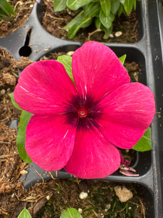 PERIWINKLE VINCA TATTOO RASPBERRY - JUMBO 6 PACK