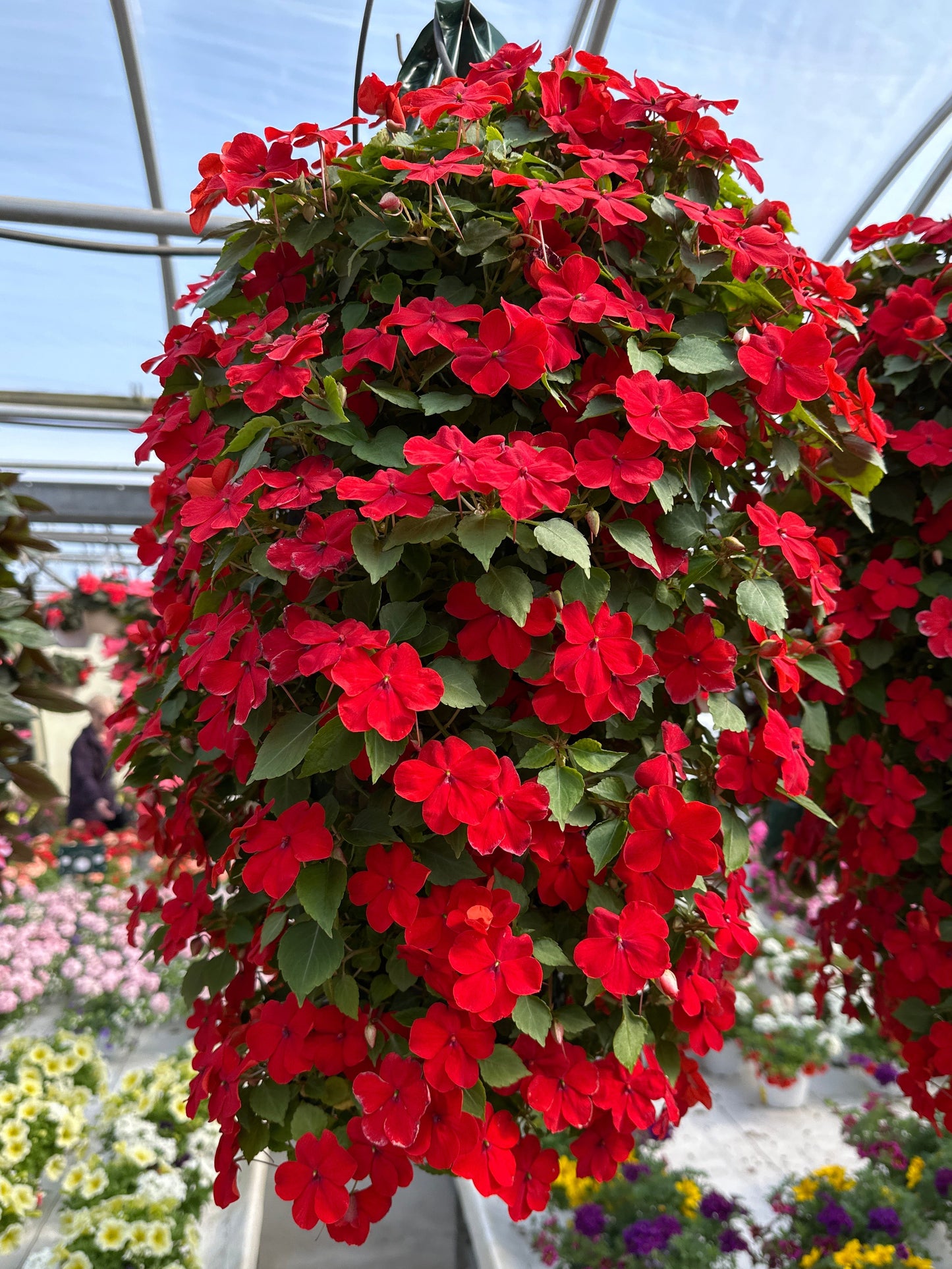 IMPATIENS BEACON BRIGHT RED - FLOWER BAG
