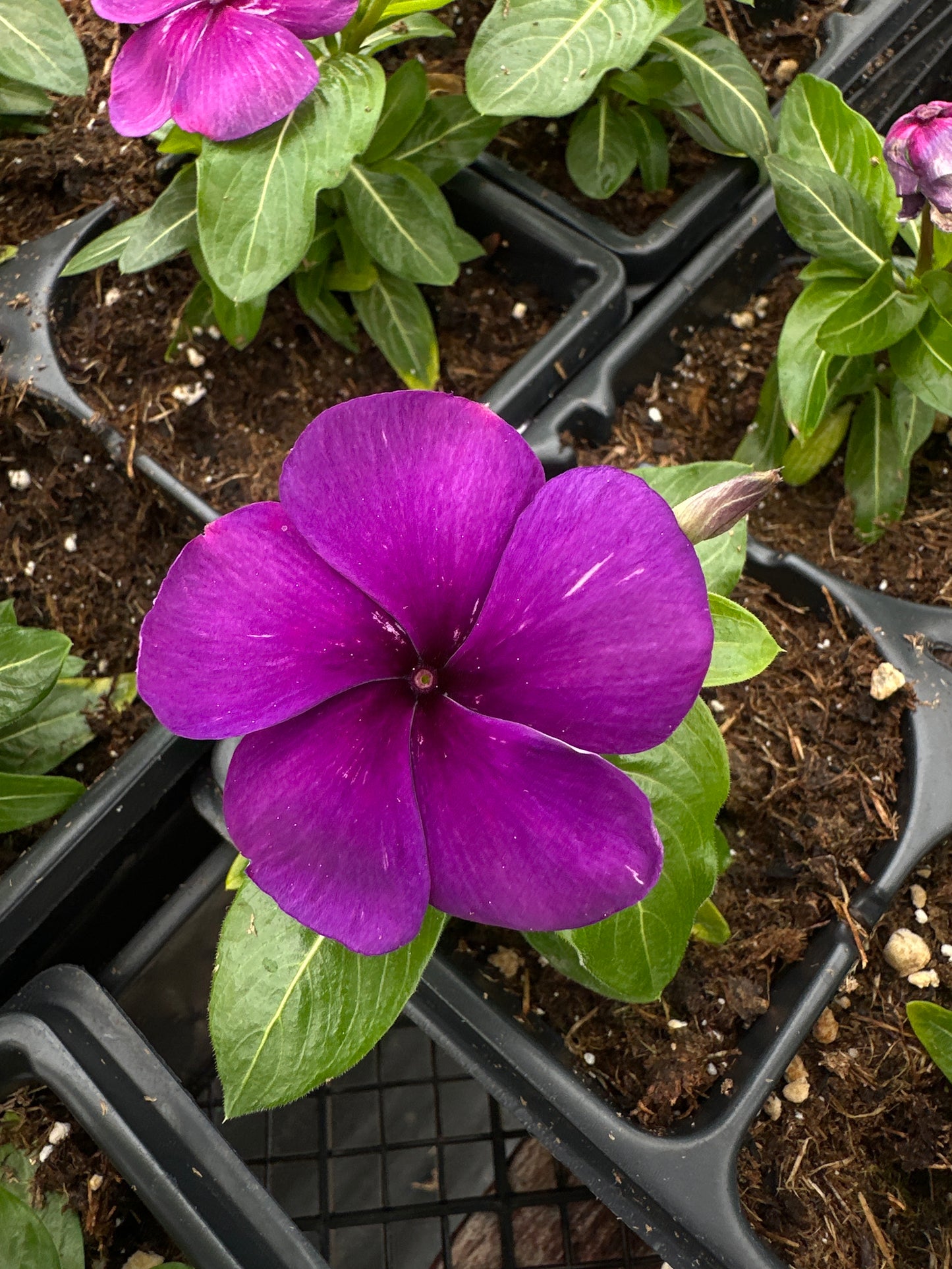 PERIWINKLE VINCA TATTOO BLUEBERRY - JUMBO 6 PACK