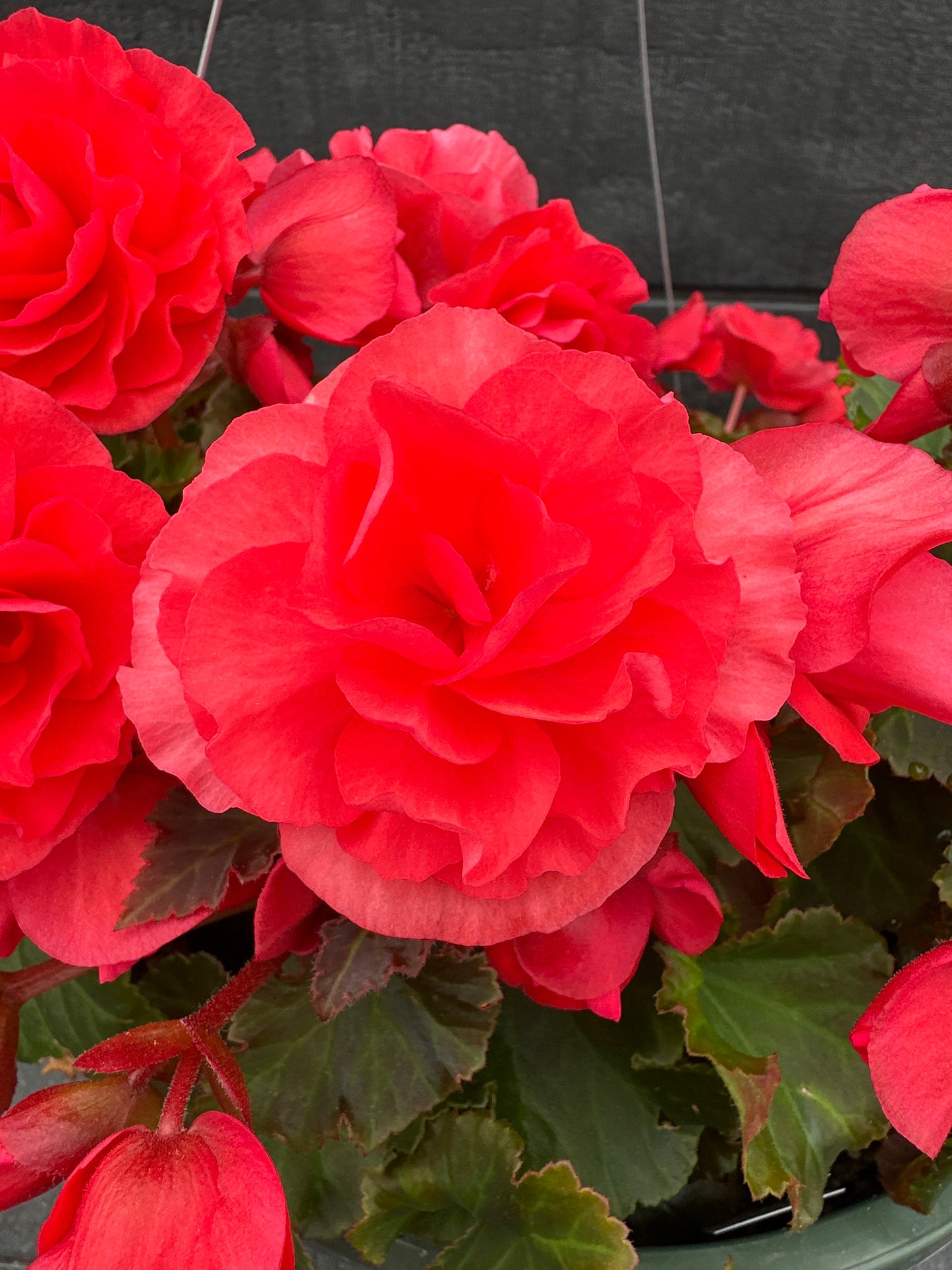 BEGONIA SOLENIAS DARK PINK - 10" HANGING BASKET