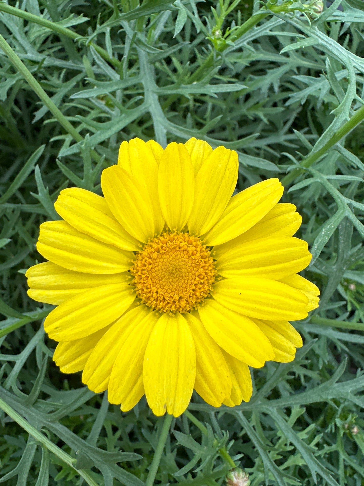 DAISY SUNNY SPRING - 4" POT