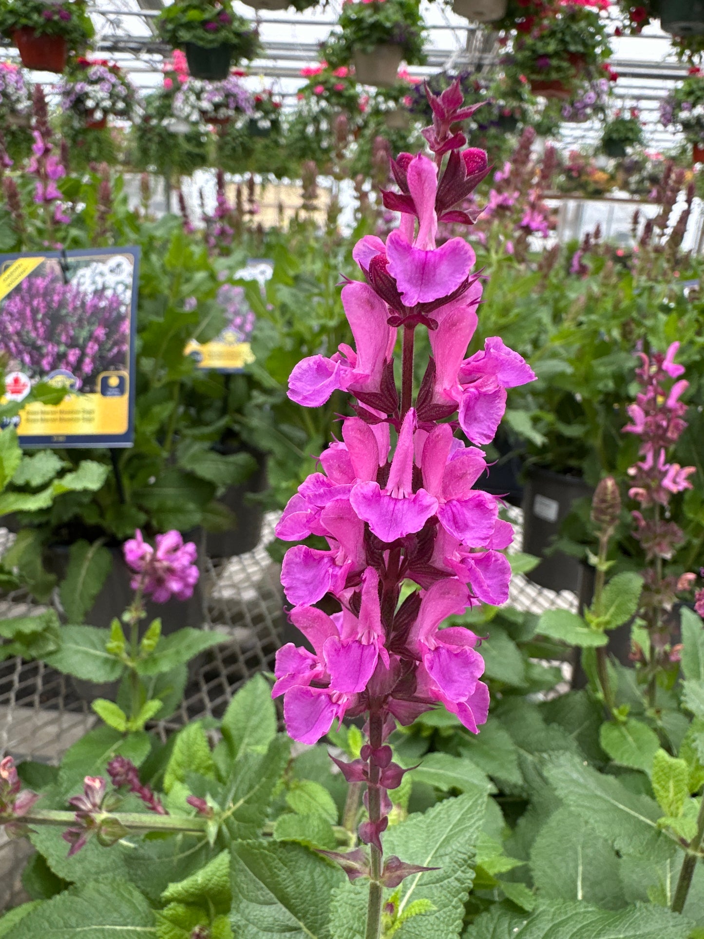 SALVIA ROSE MARVEL - QUART POT