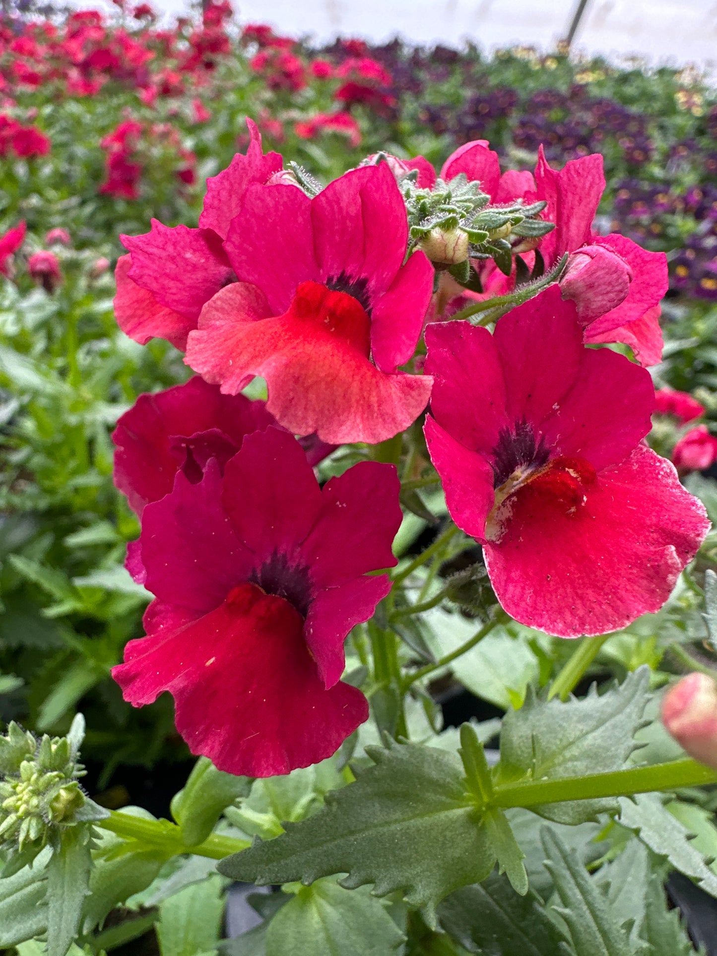 NEMESIA NESIA BURGUNDY - 4" POT