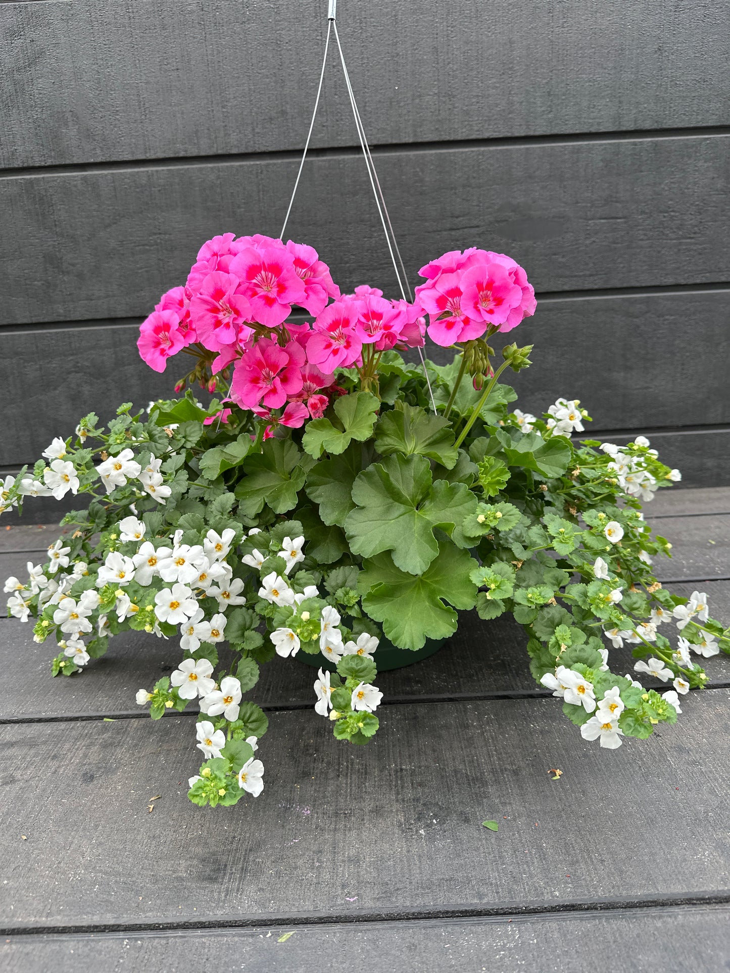BASKET #43 - 10'' HANGING BASKET