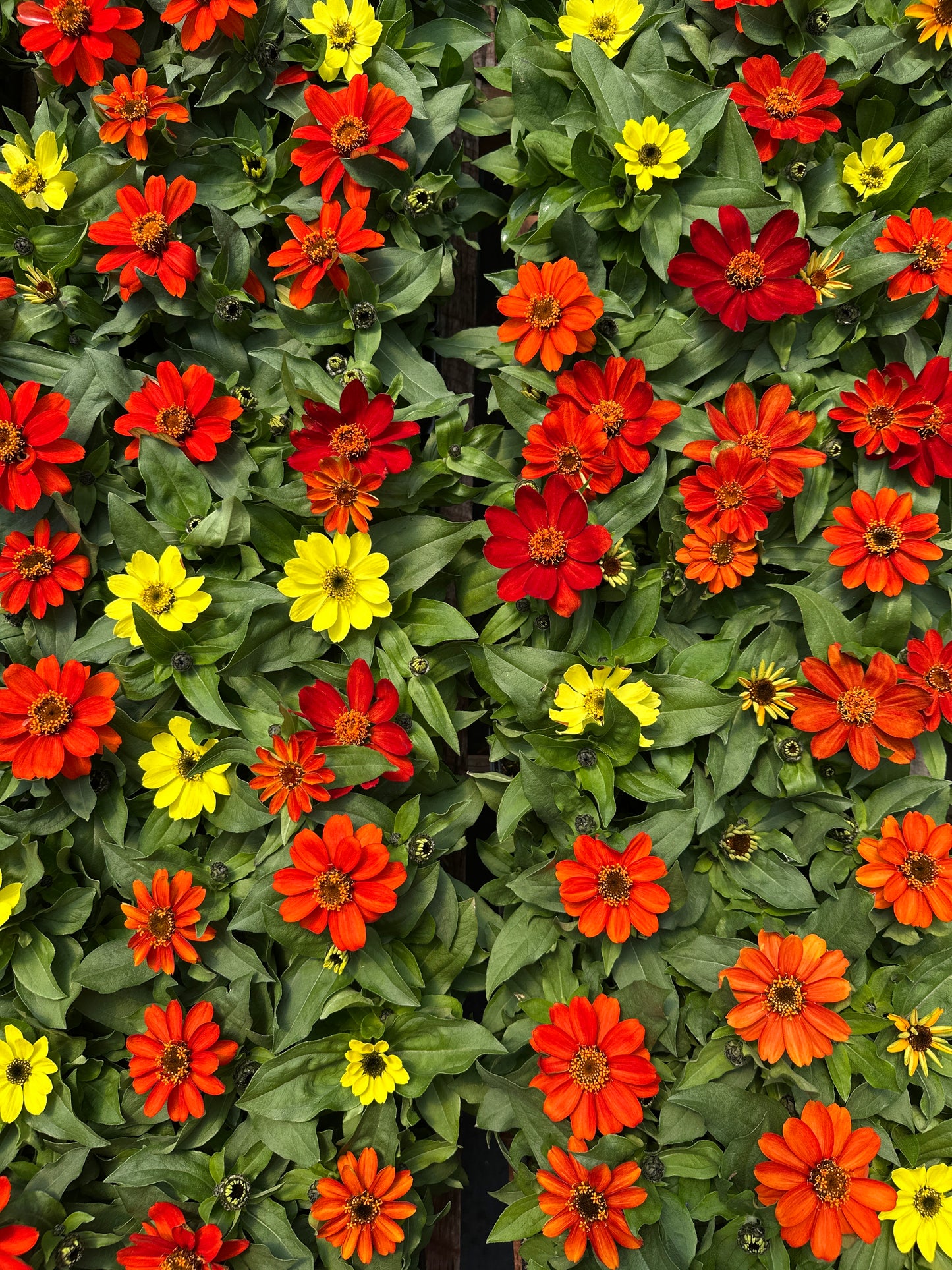 ZINNIA ZAHARA BONFIRE MIX - JUMBO 6 PACK