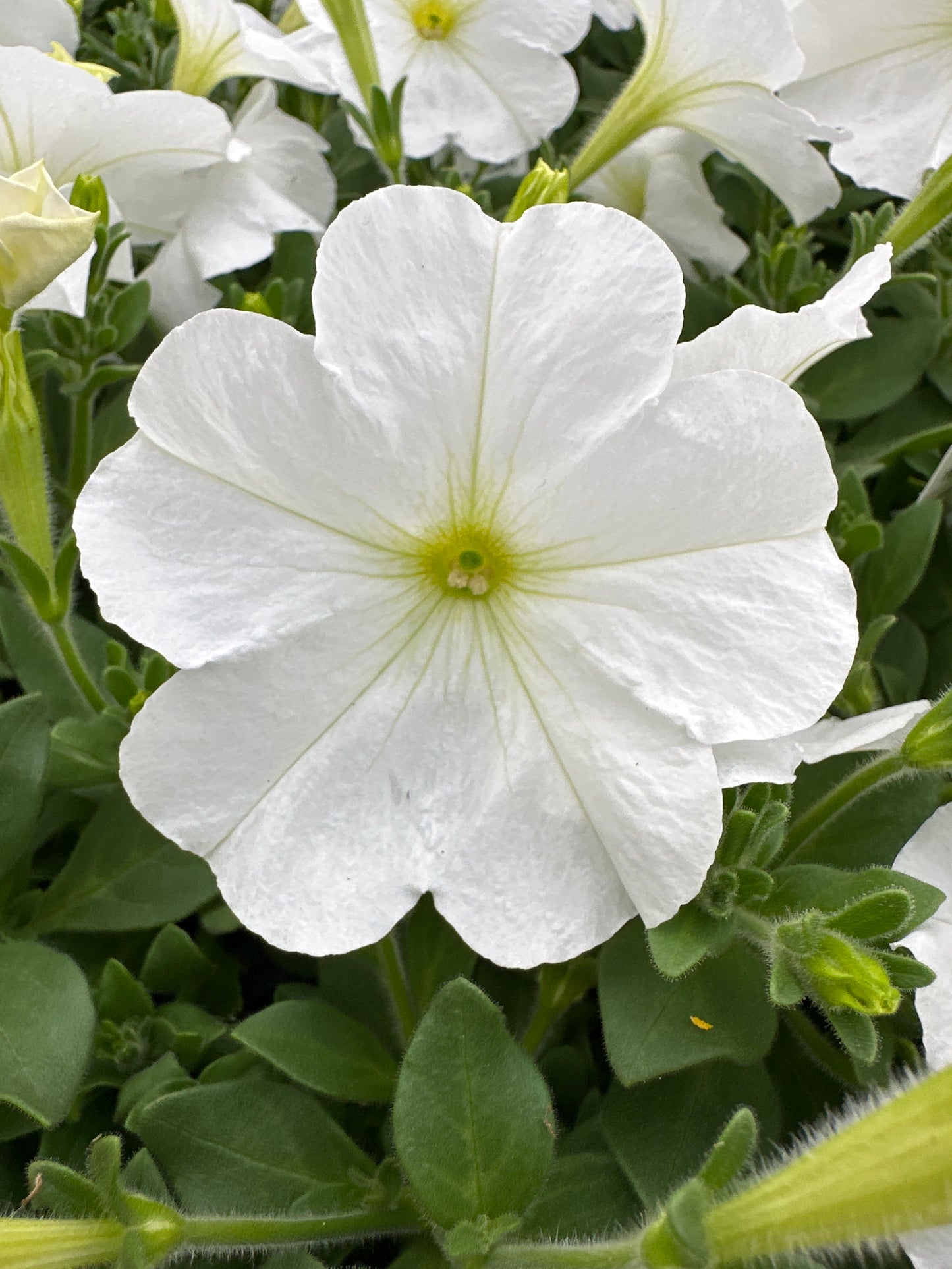 PETUNIA MADNESS WHITE - FLAT OF 48 PLANTS