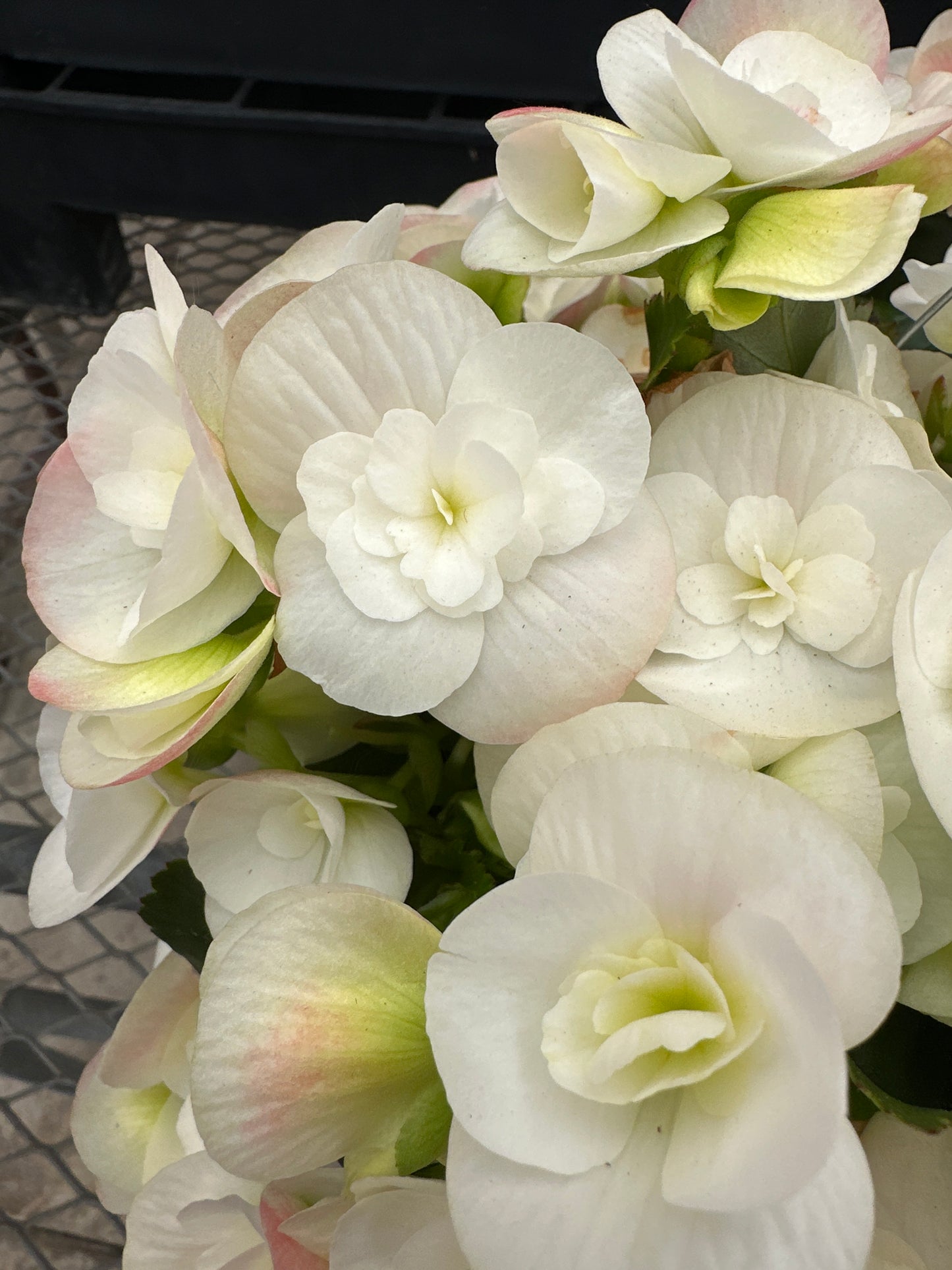BEGONIA REIGER CLARA - 10" HANGING BASKET