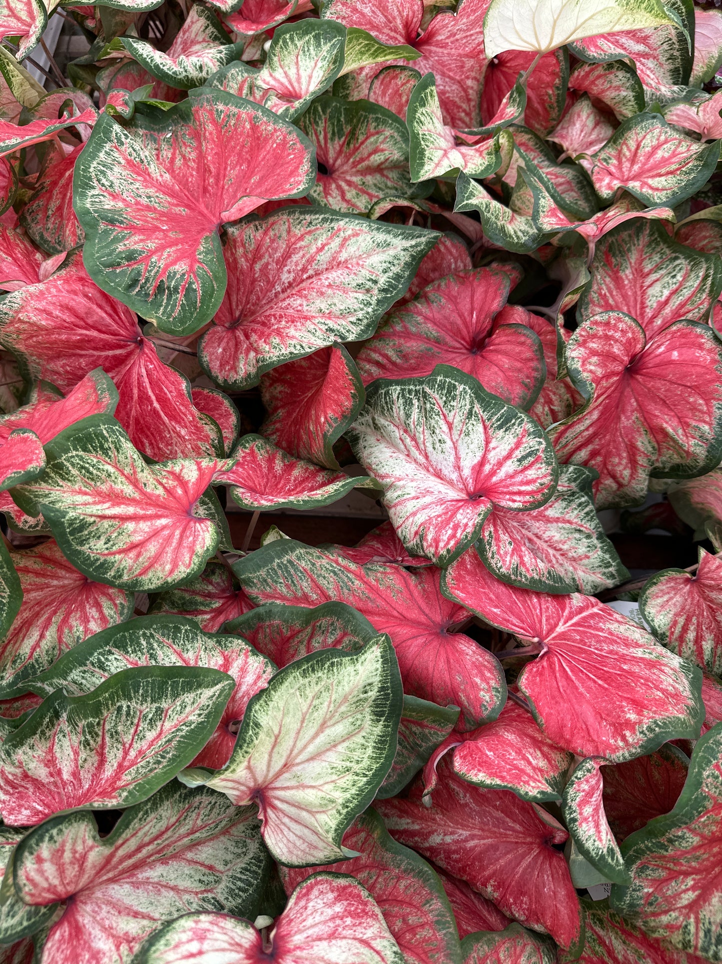 Heart to Heart Caladium