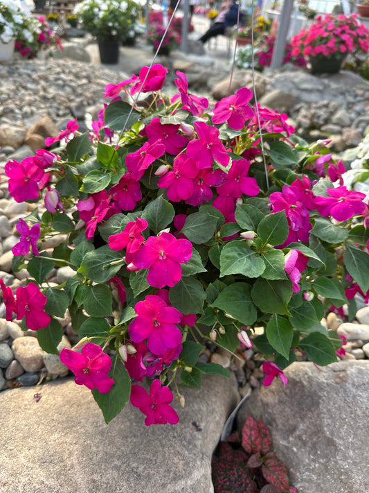 IMPATIENS BEACON VIOLET - 10" HANGING BASKET