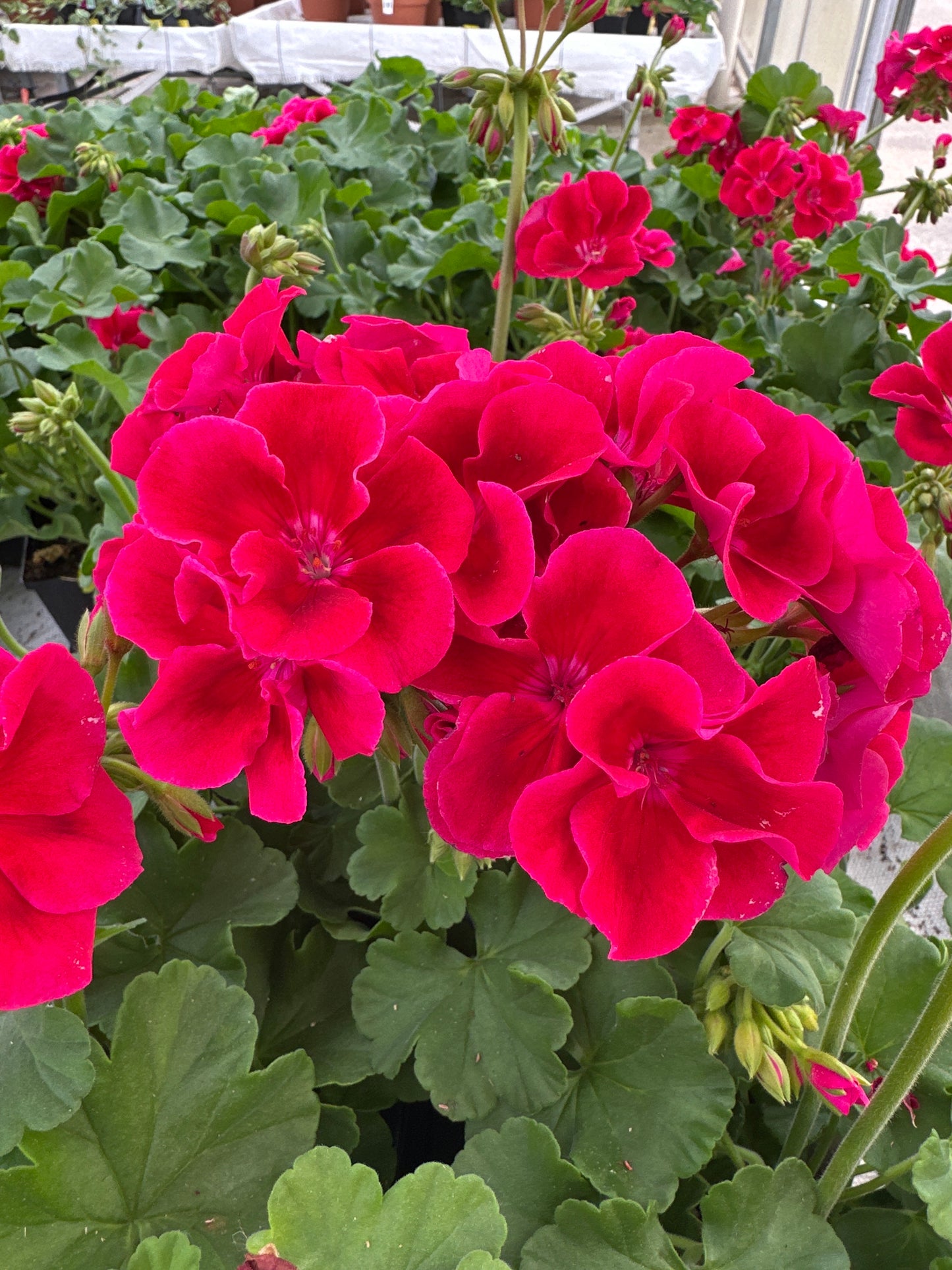 GERANIUM CALLIOPE CRIMSON FLAME - 4" POT