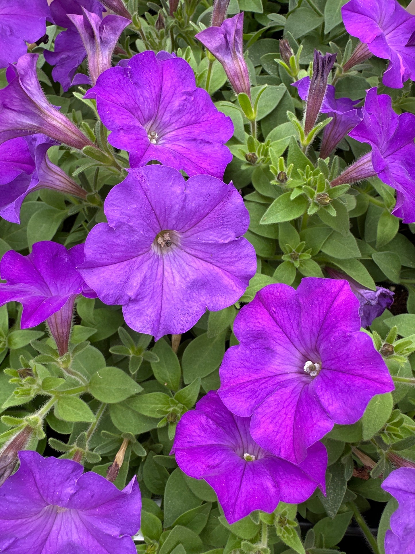 PETUNIA SHOCK WAVE DENIM - JUMBO 6 PACK