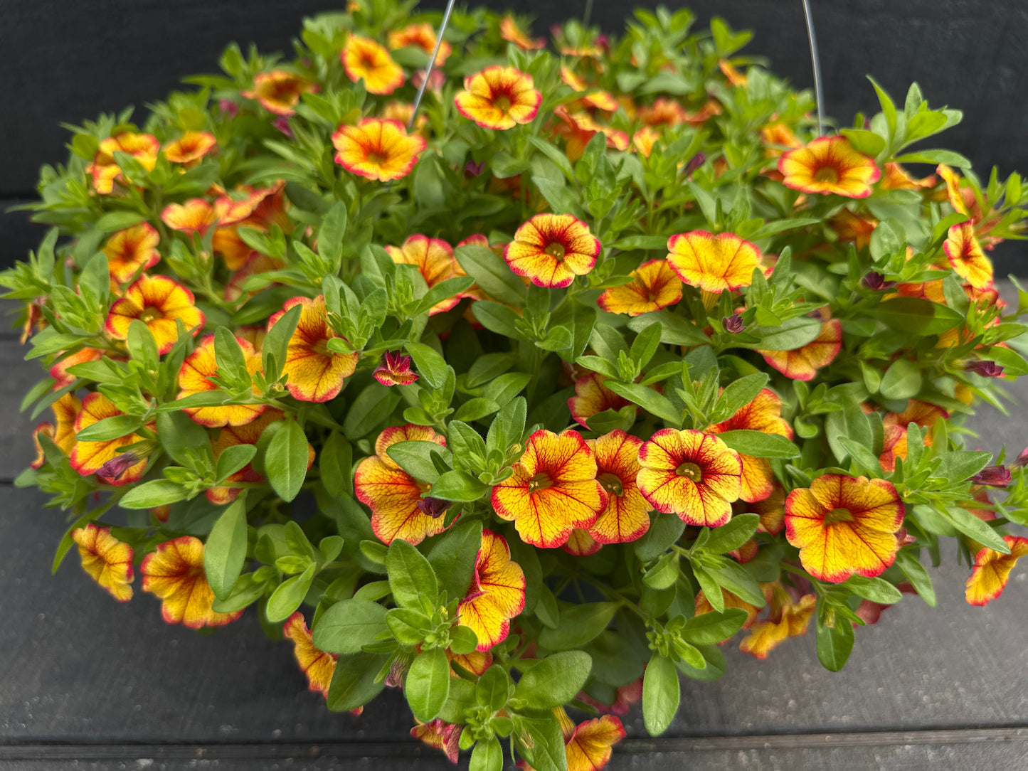 CALIBRACHOA MINIFAMOUS UNO EMBER ECLIPSE - 10'' HANGING BASKET
