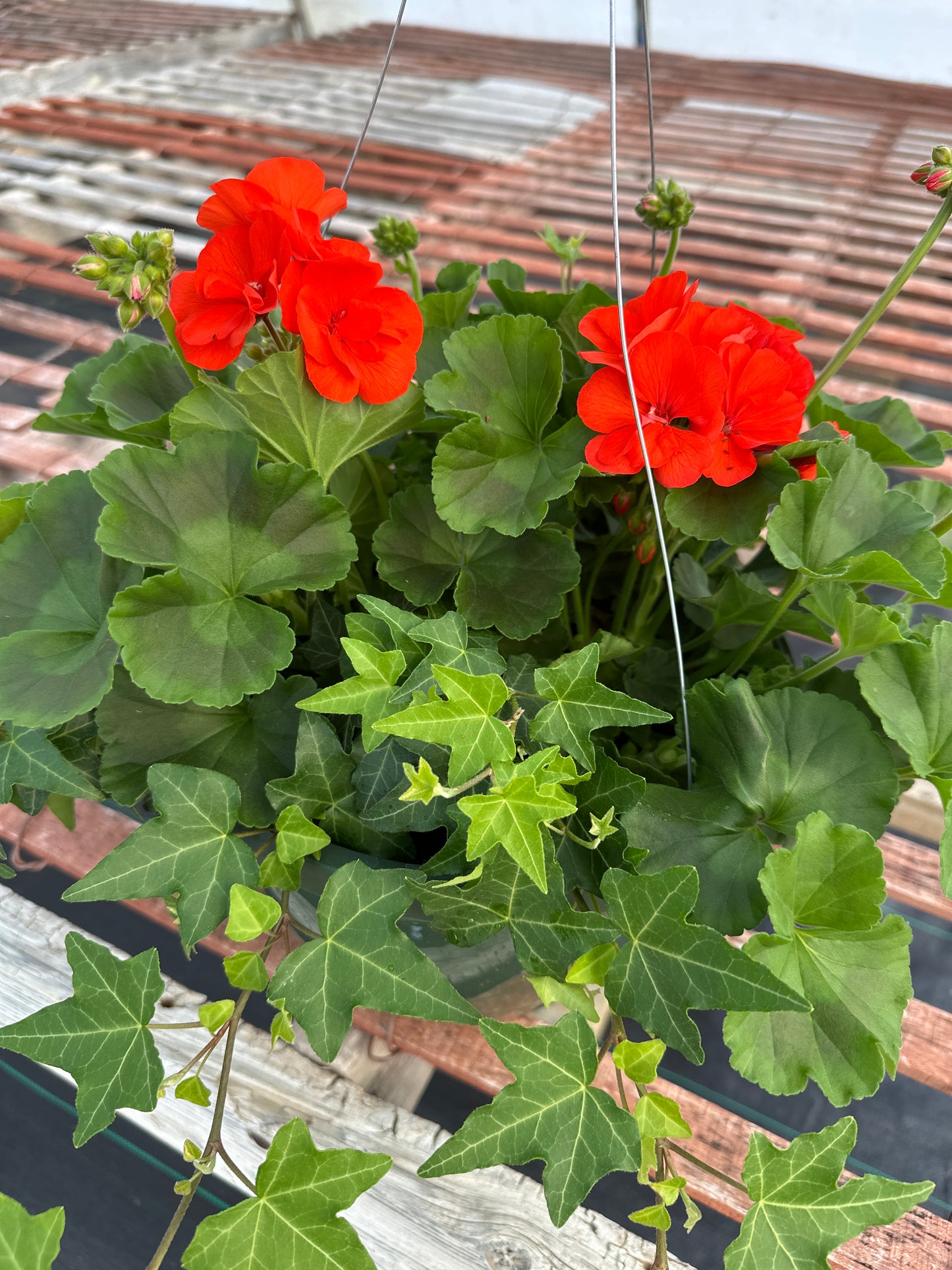 GERANIUM FANTASIA FLAMINGO ROSE - 10'' HANGING BASKET