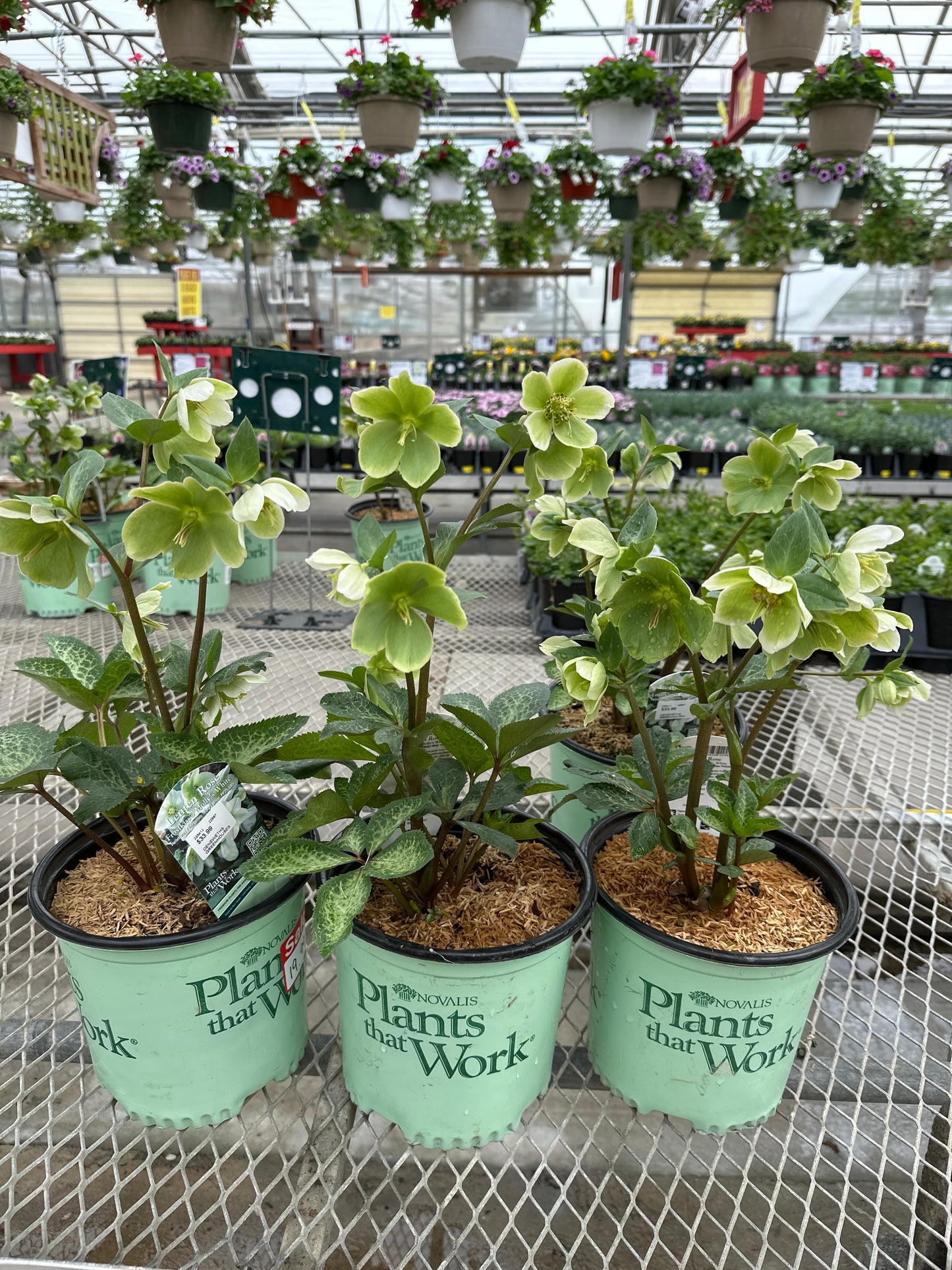 HELLEBORUS FROSTKISS MOLLY'S WHITE