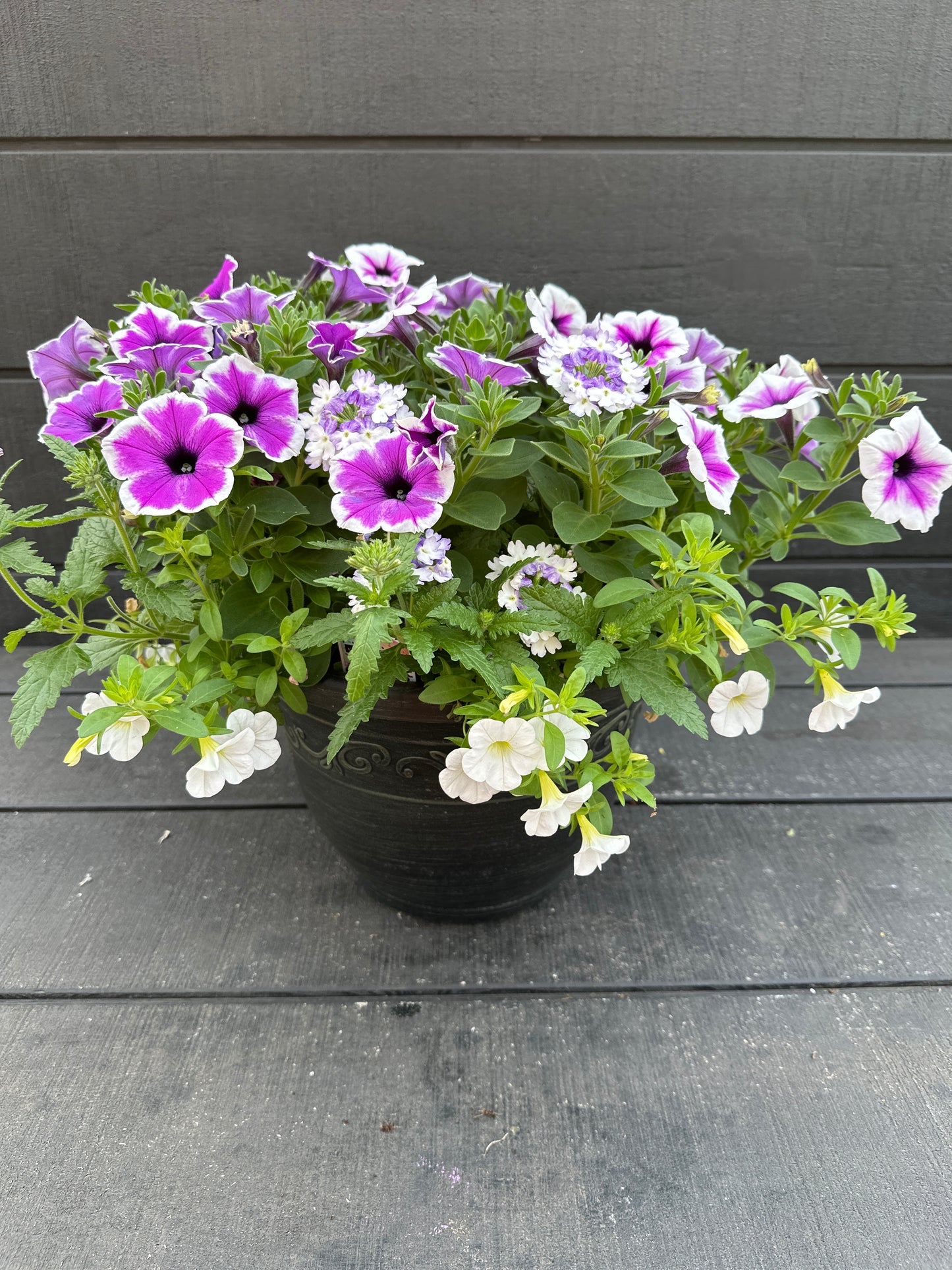 COMBO #6 - 10'' POT