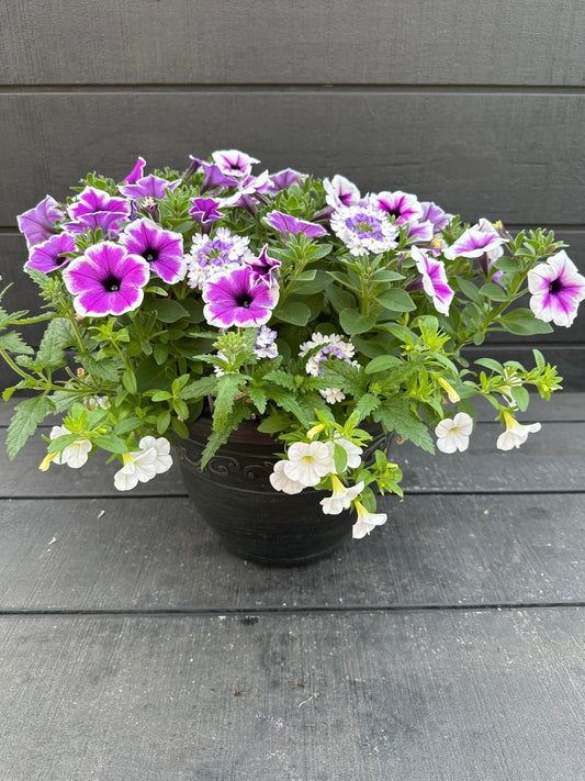 COMBO #6 - 10'' POT