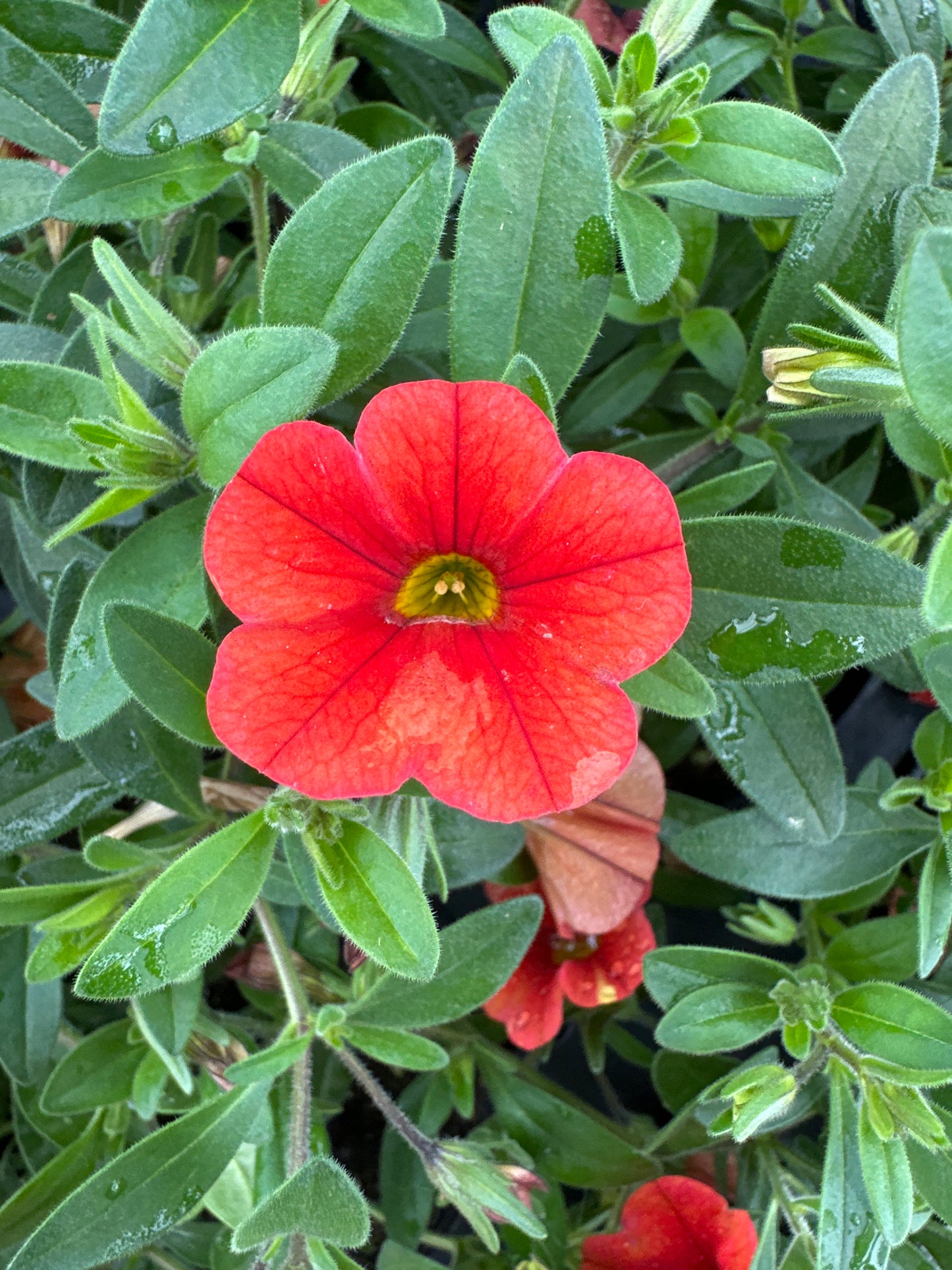 CALIBRACHOA MINIFAMOUS NEO DEEP ORANGE - 4" POT