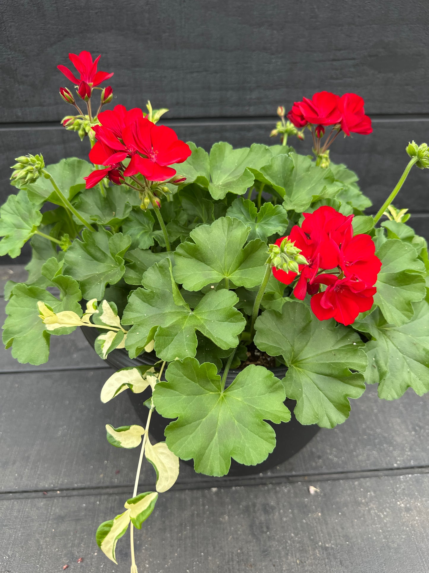 COMBO #15 - 12'' POT