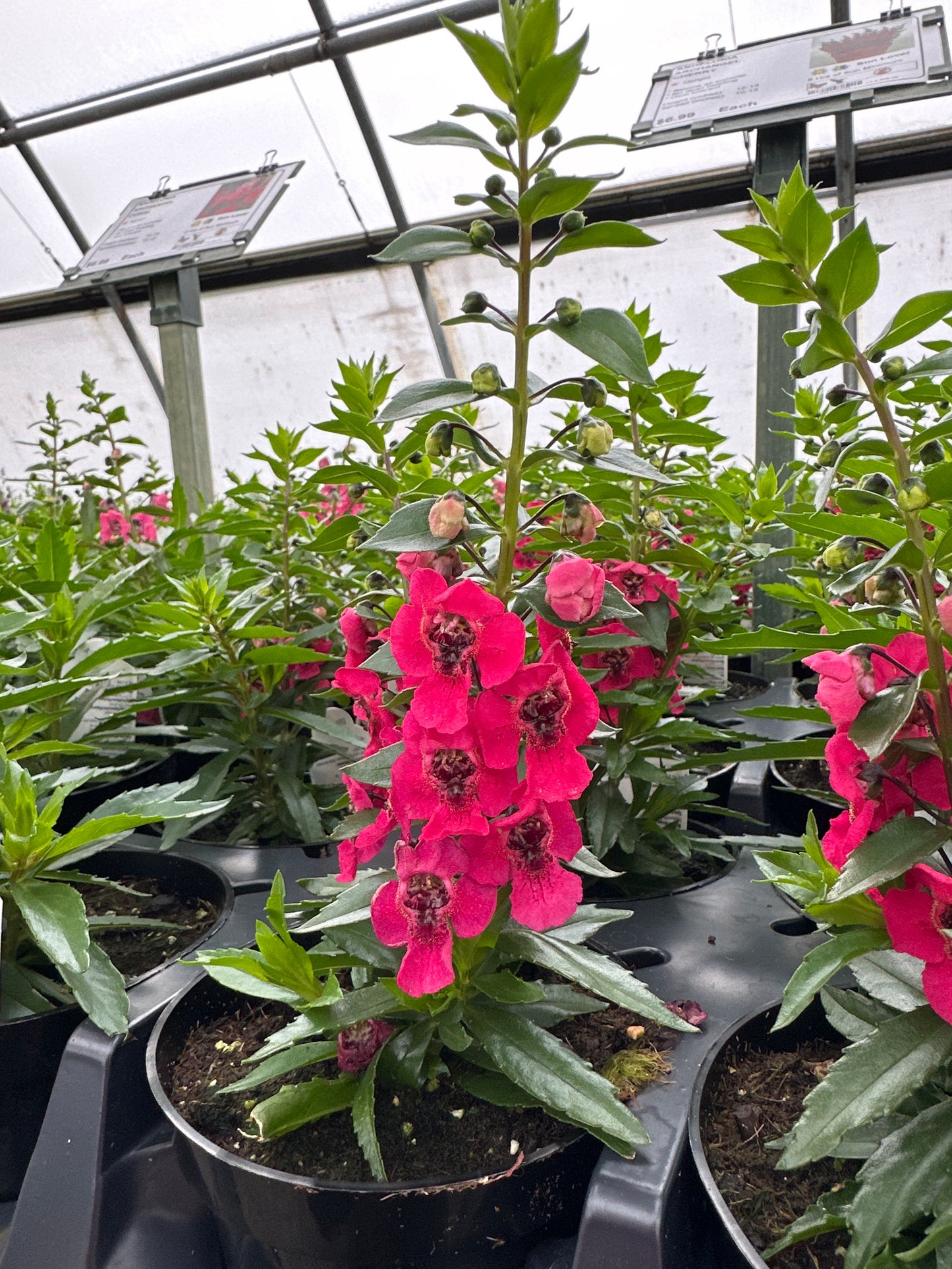 ANGELONIA ARCHANGEL CHERRY RED - 4'' POT