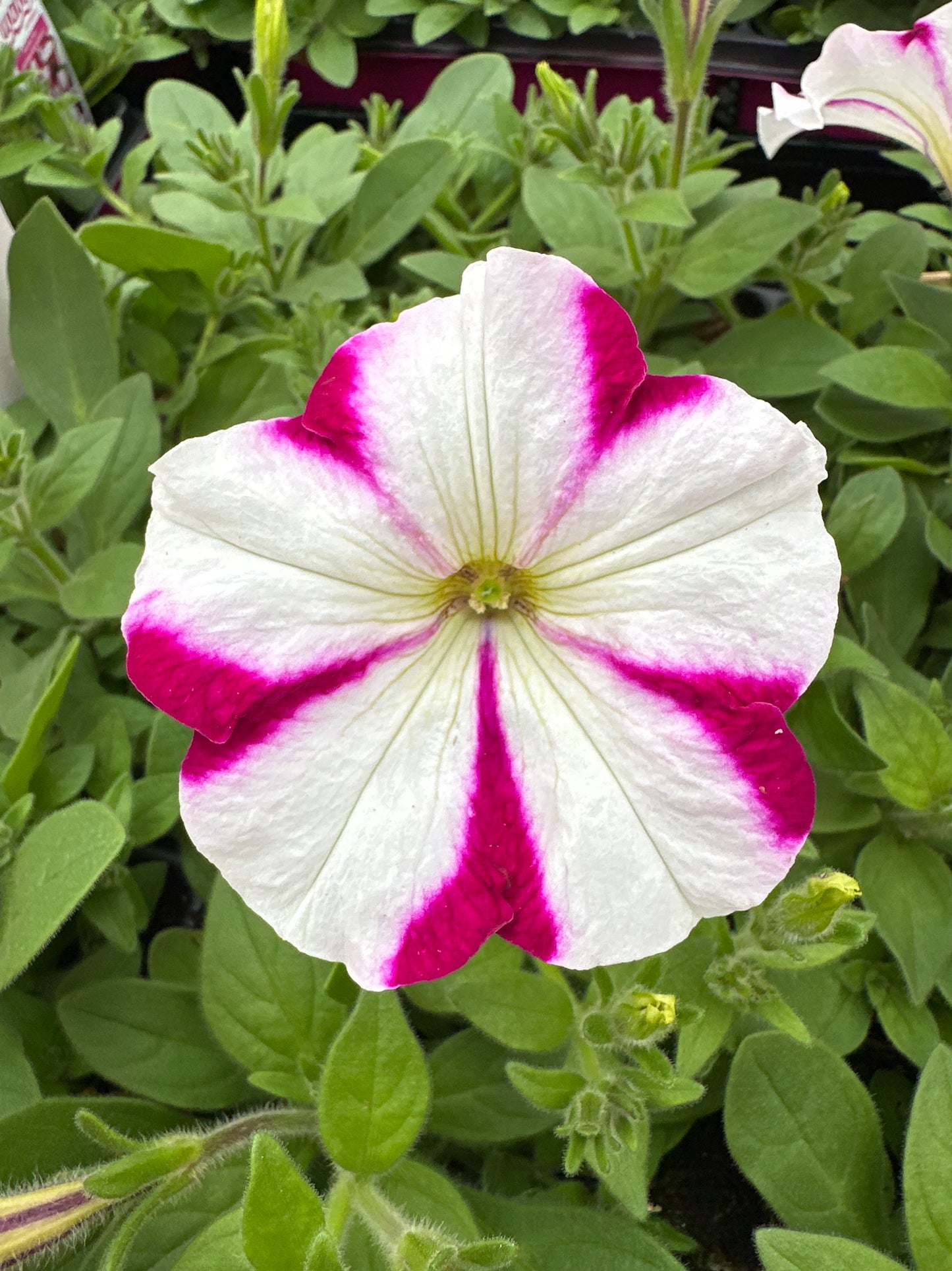 PETUNIA EASY WAVE BURGUNDY STAR - JUMBO 6 PACK