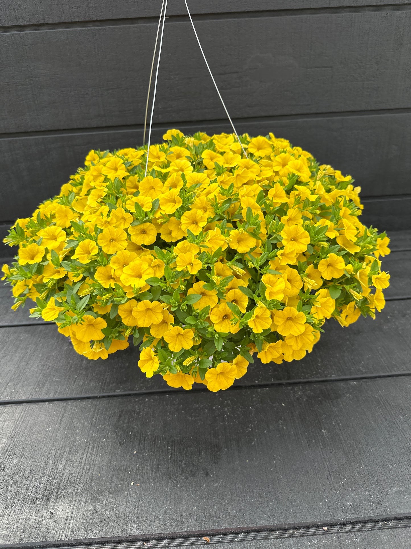 CALIBRACHOA CABARET DEEP YELLOW - 10'' HANGING BASKET
