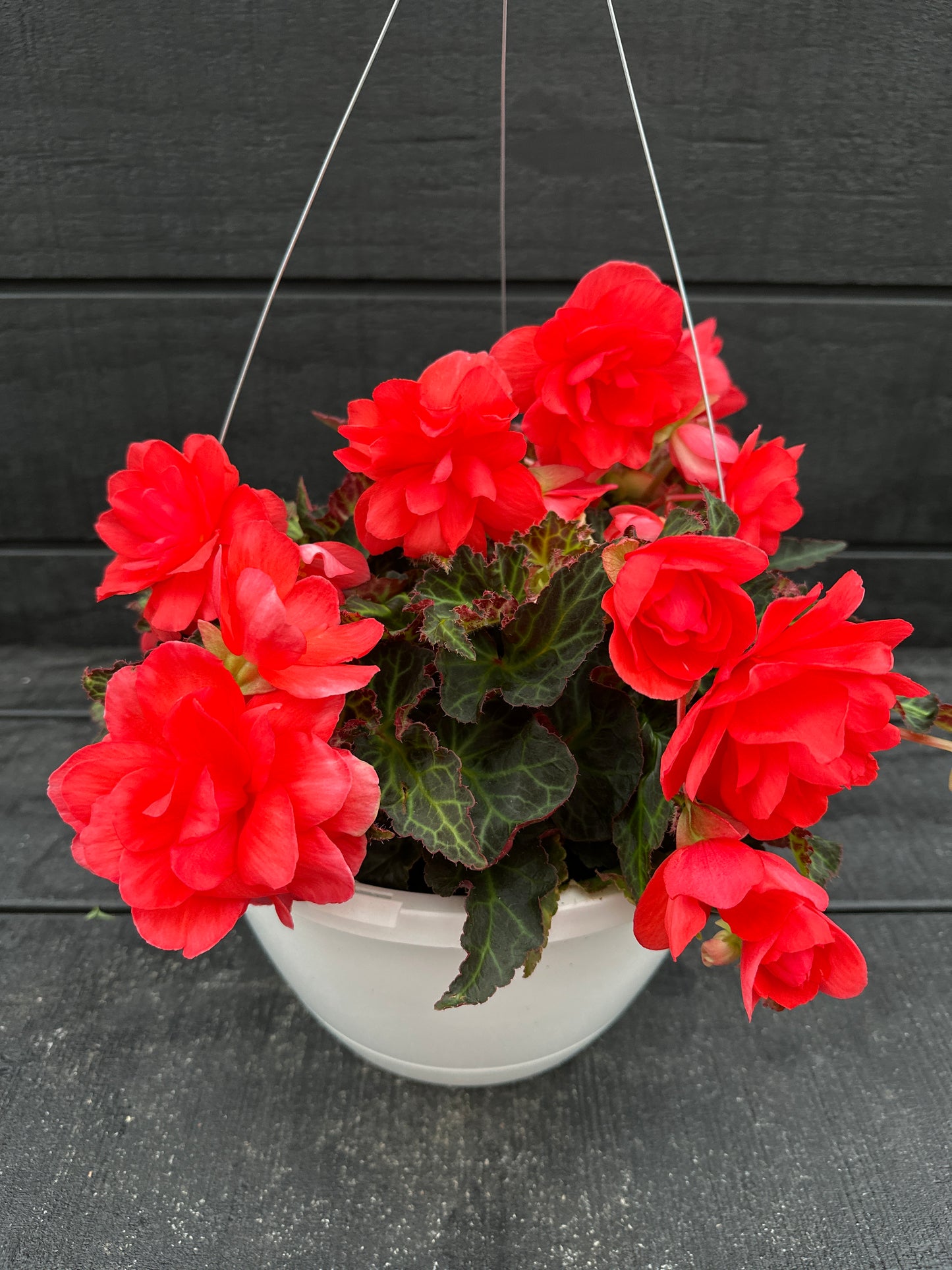 BEGONIA ICONIA MISS MALIBU - 10'' HANGING BASKET
