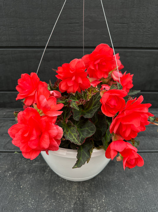 BEGONIA ICONIA MISS MALIBU - 10" HANGING BASKET