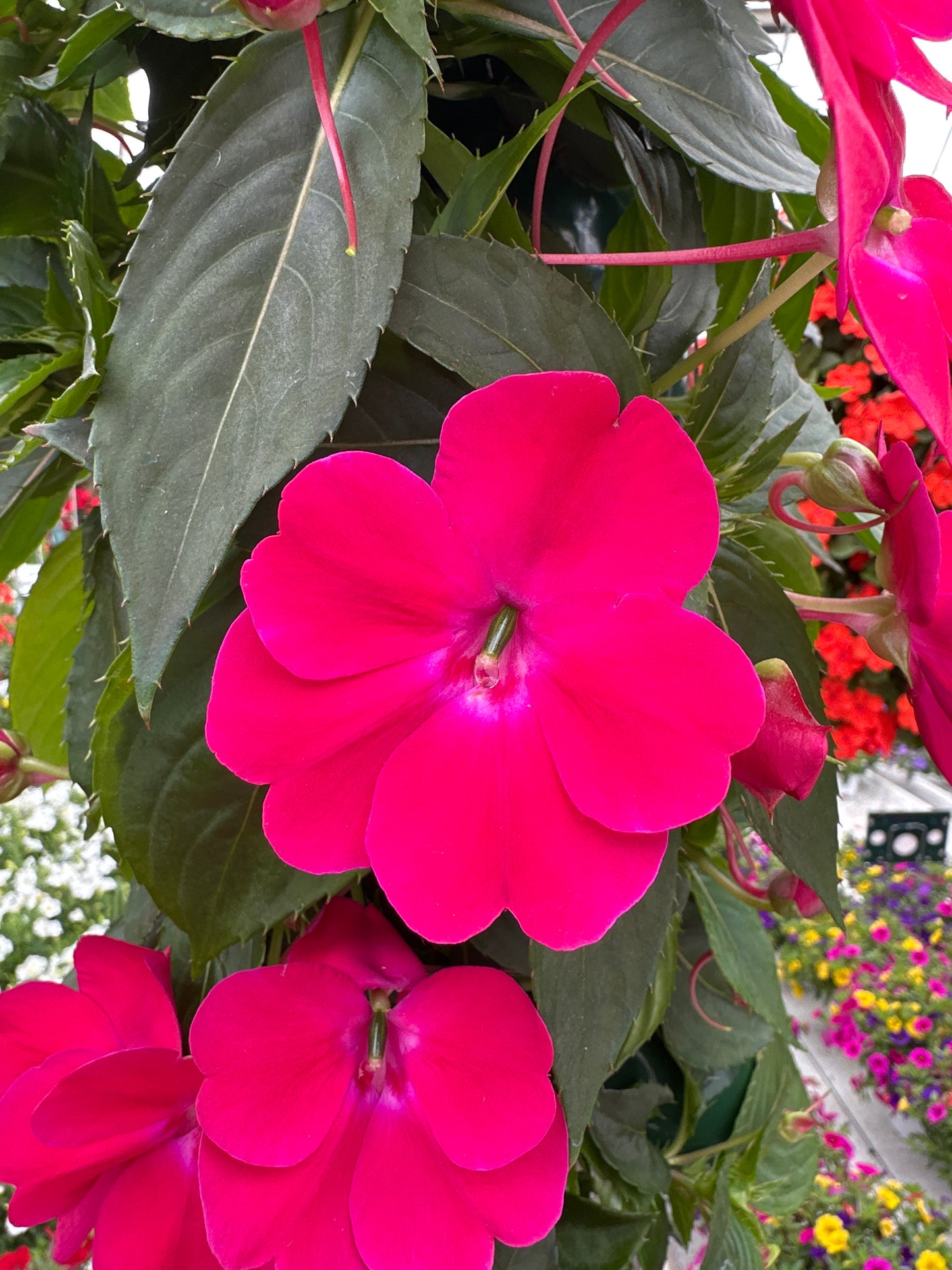 SUNPATIENS COMPACT ROSE GLOW - FLOWER BAG