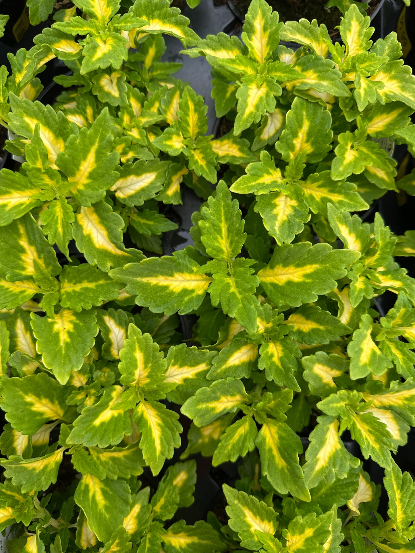 COLEUS DOWN TOWN PORT FAIRY - 4'' POT