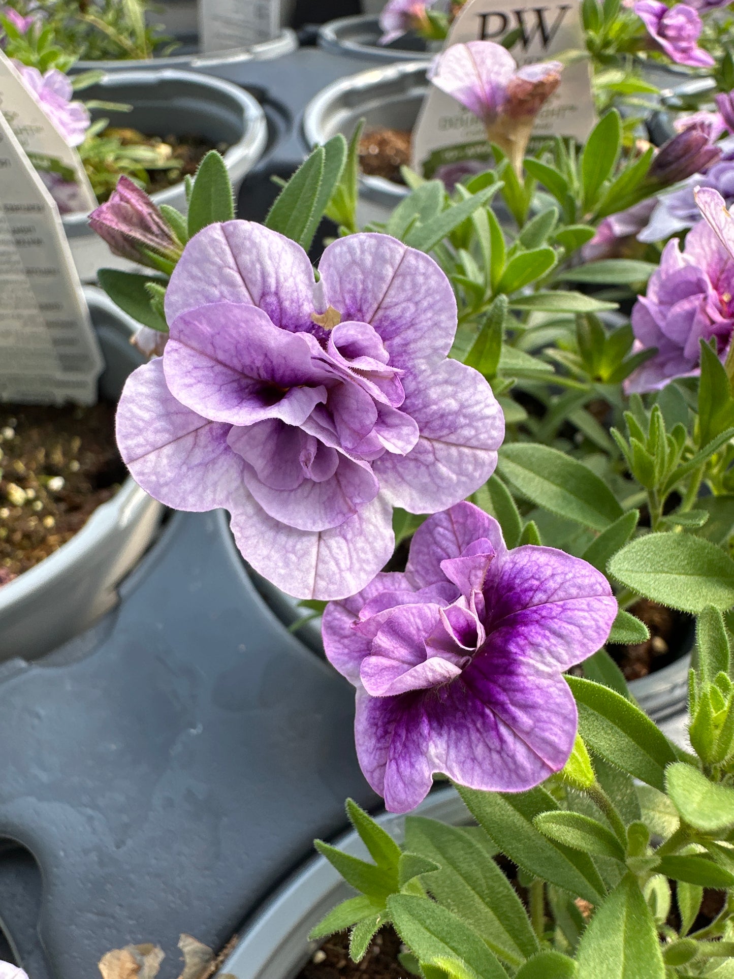 CALIBRACHOA SUPERBELLS DOUBLE TWILIGHT - QUART POT